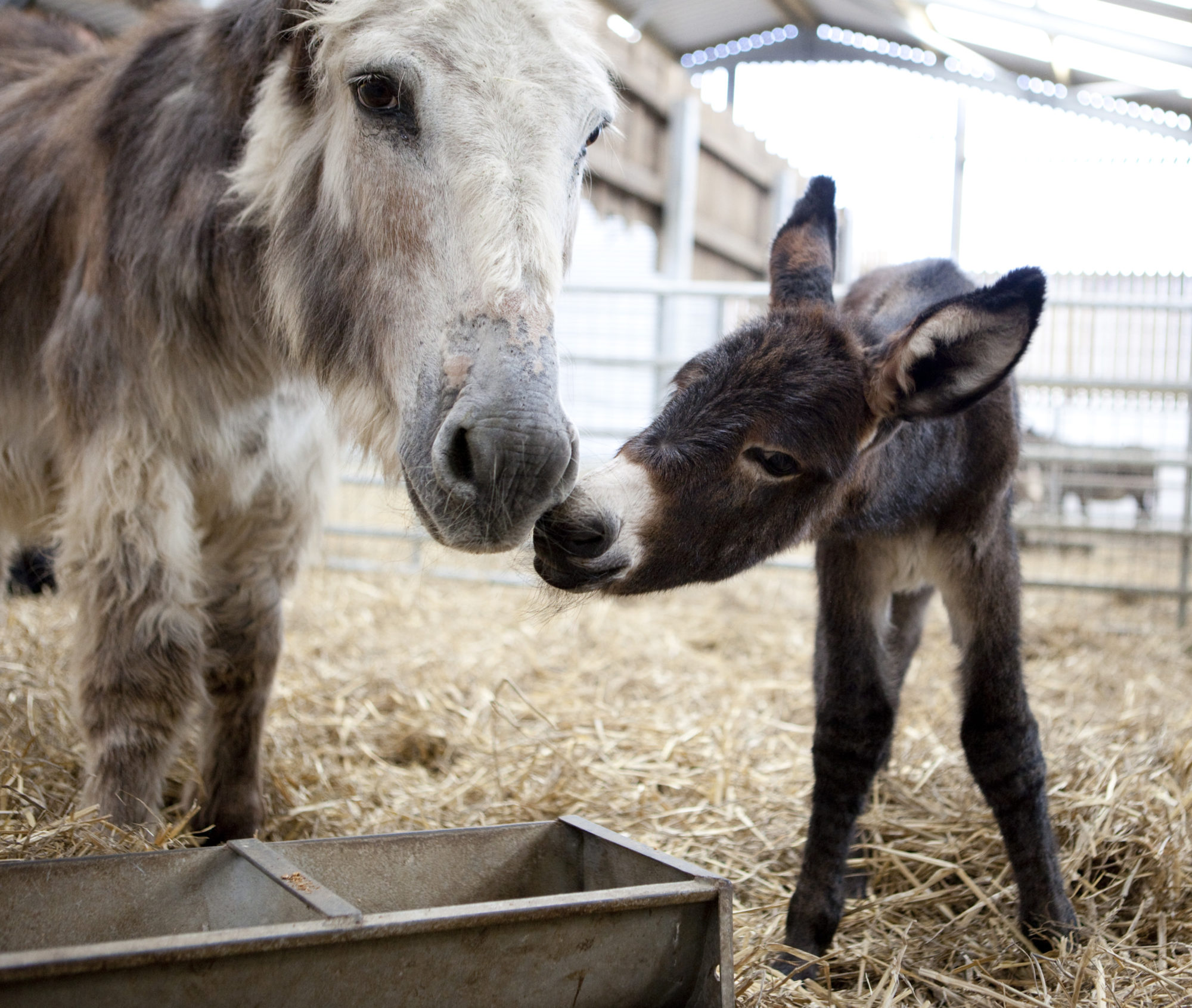 Donkey at Folly Farm