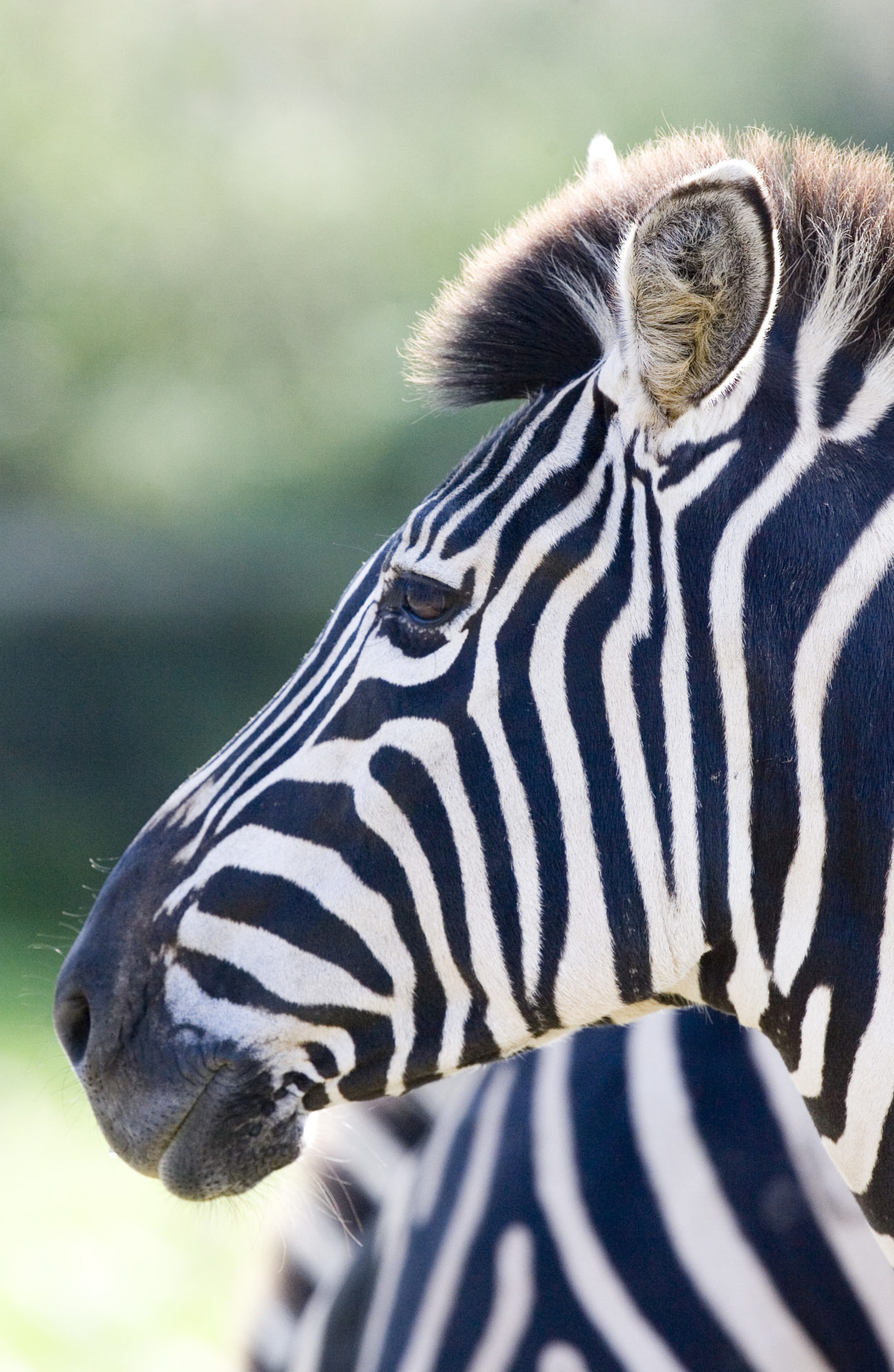 Zebra at Folly Farm