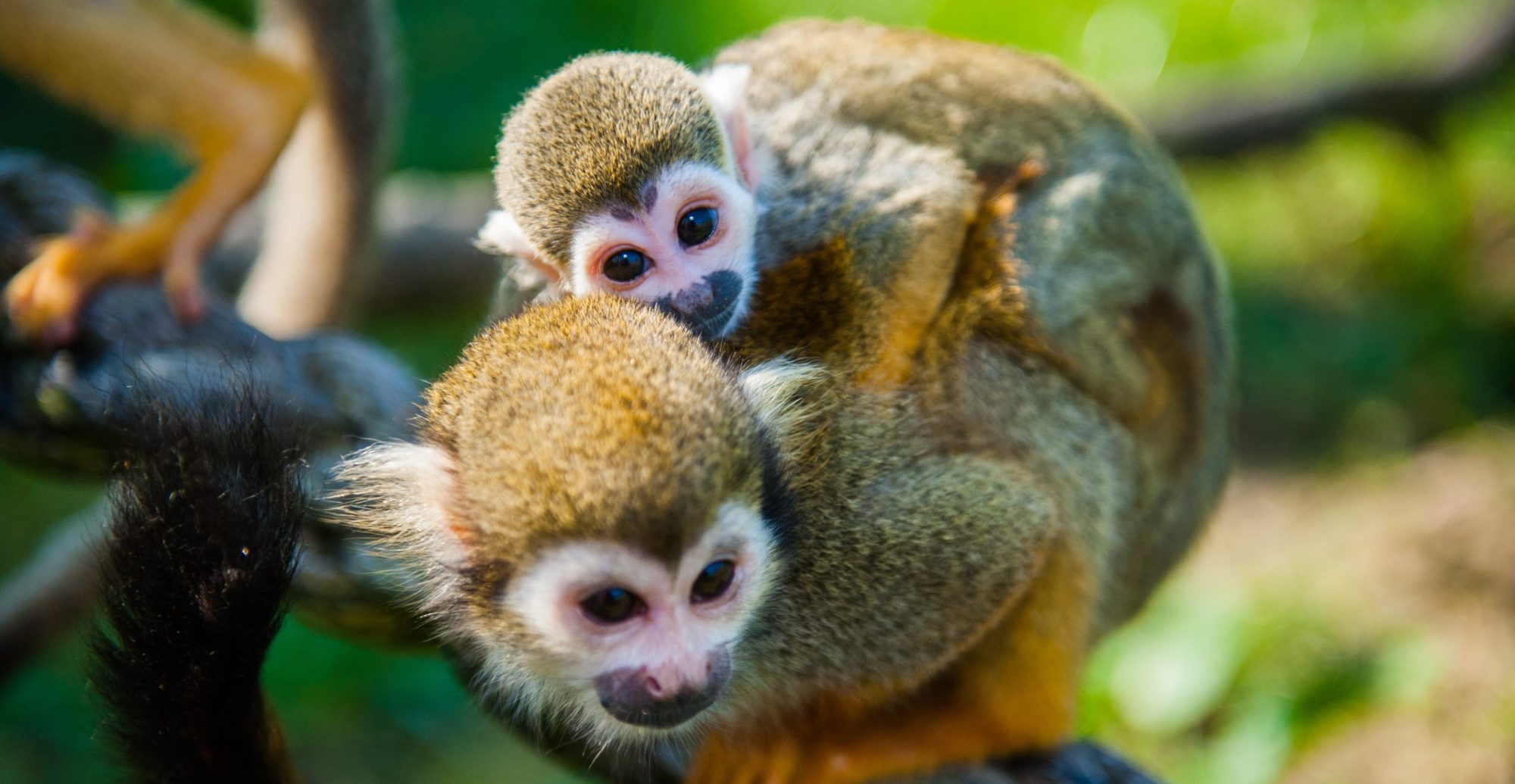 baby squirrel monkey