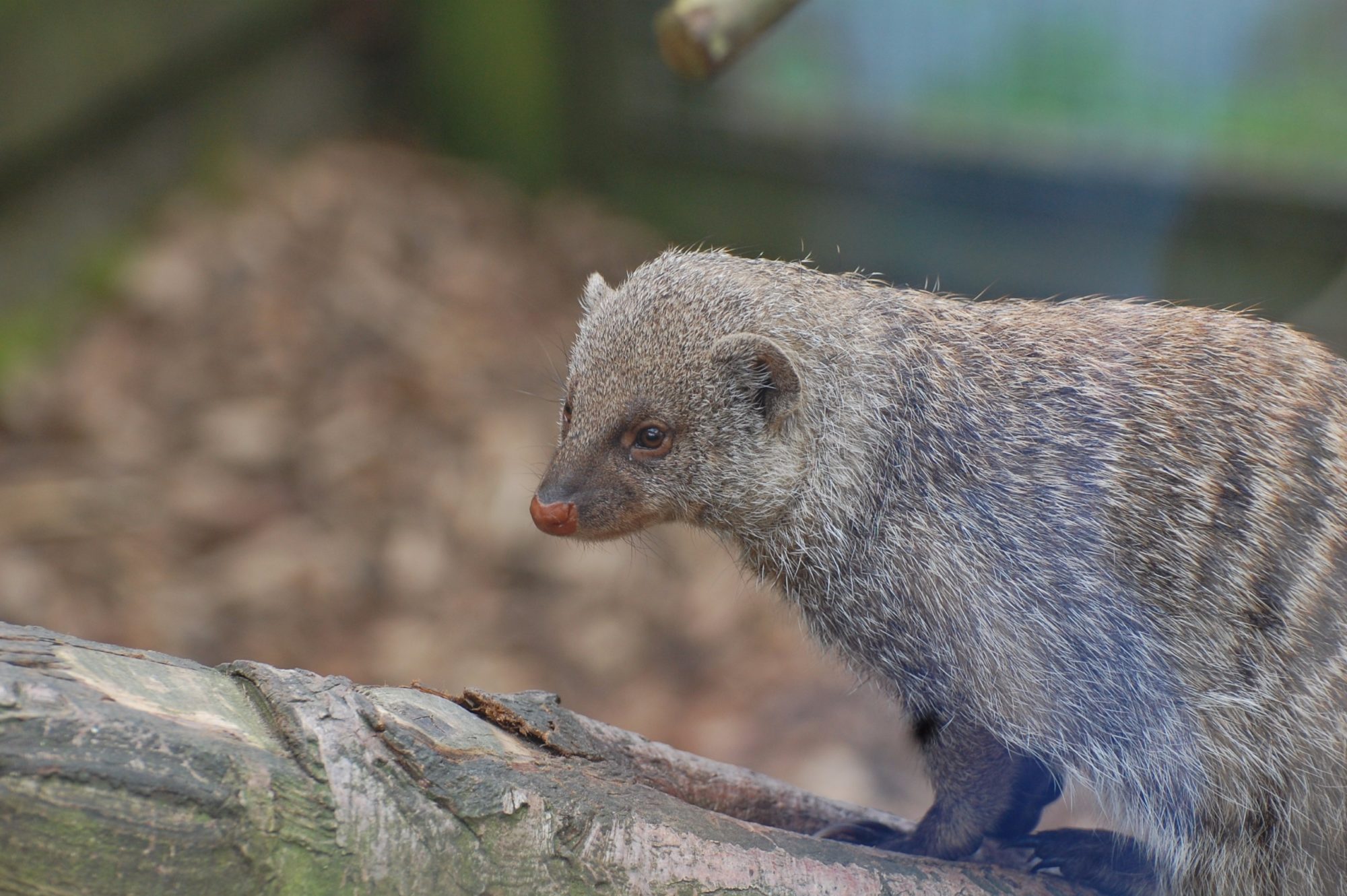 banded mongoose alone