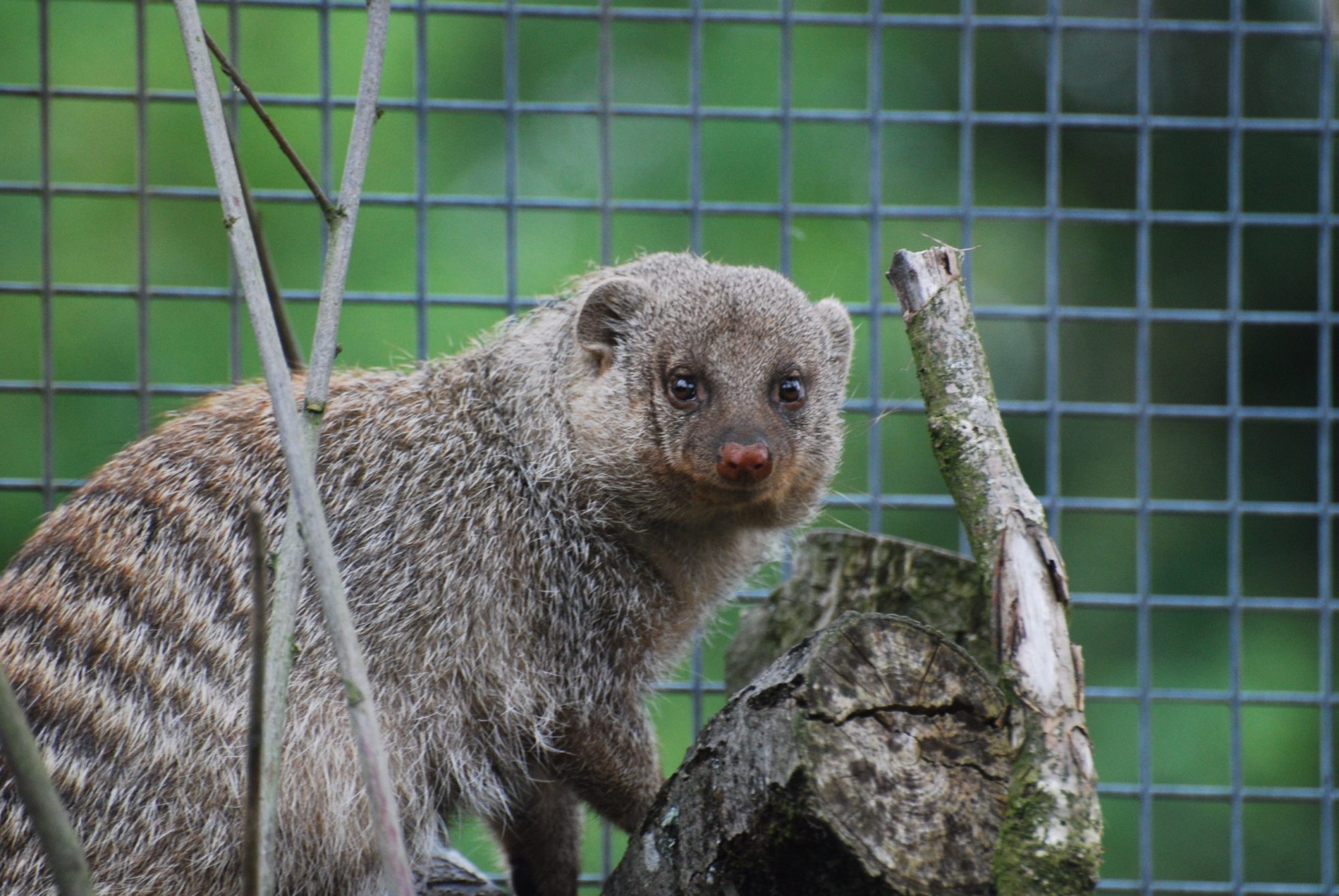 banded mongoose