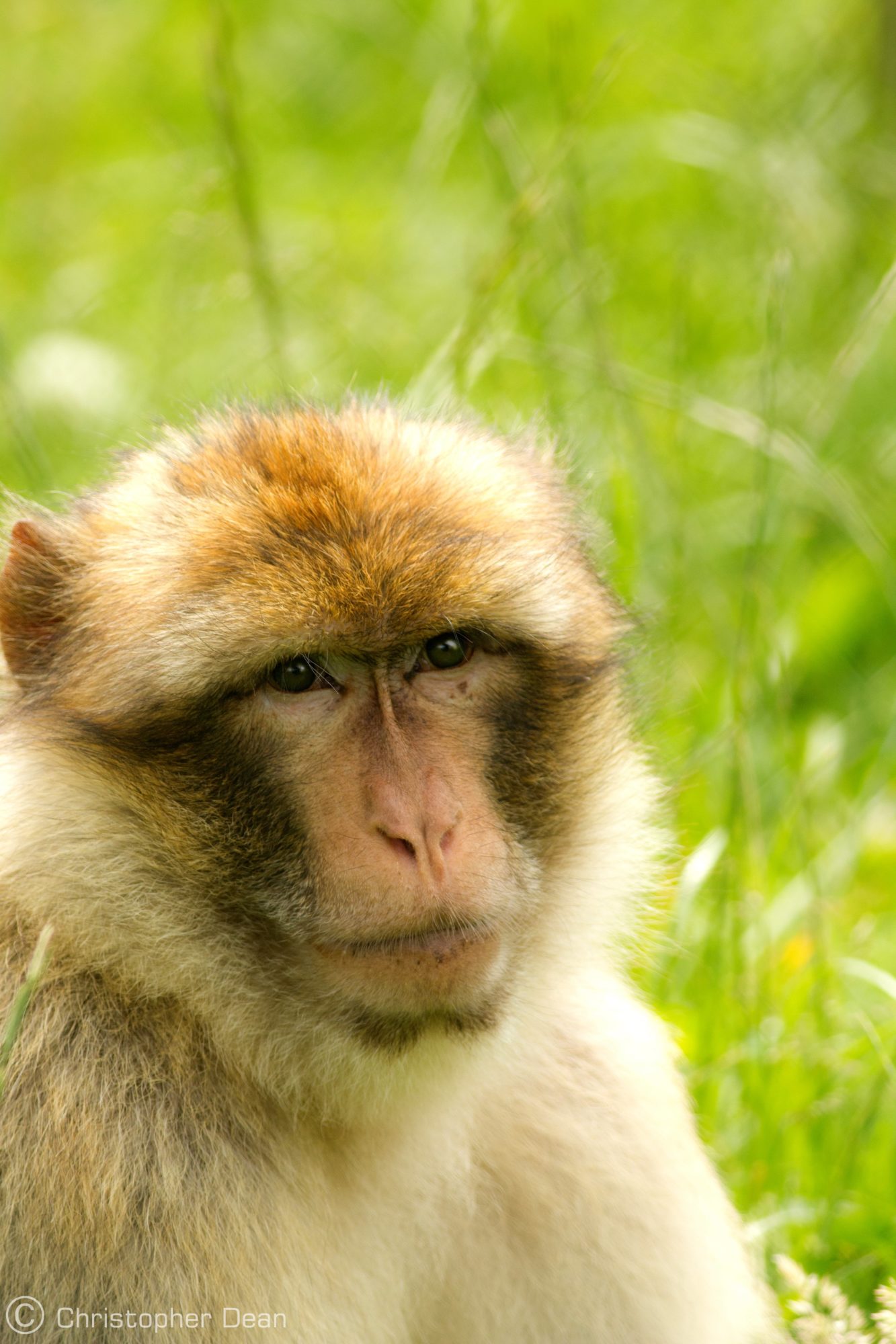 barbary macaque in grass