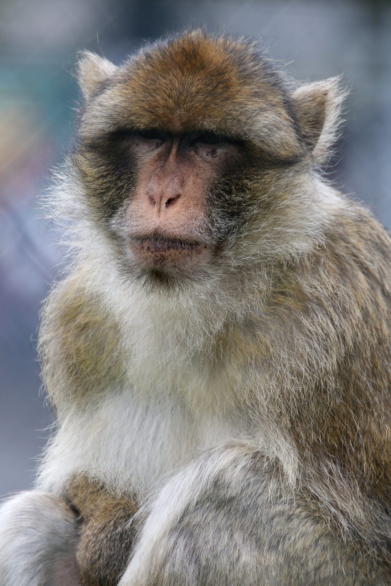 barbary macaque