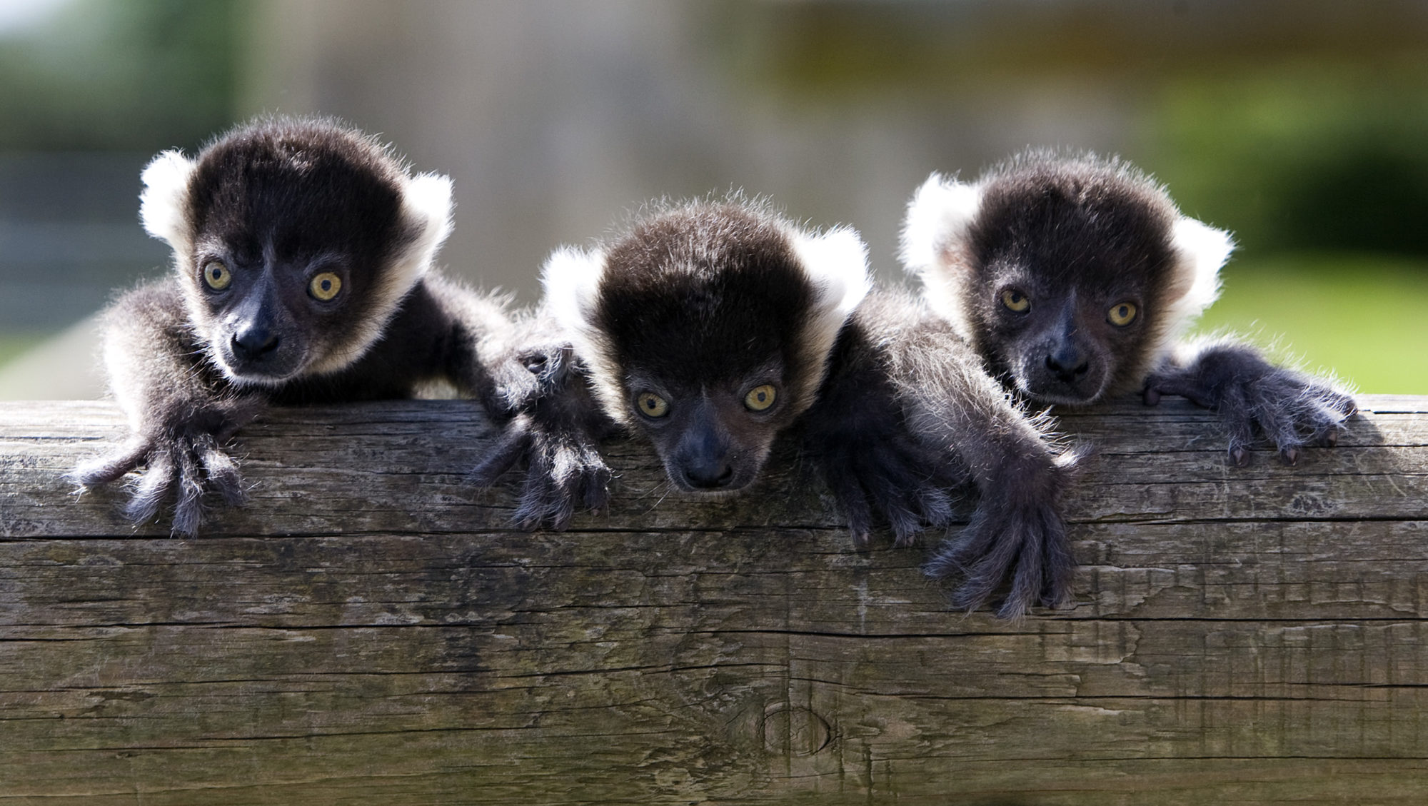 lemur triplets