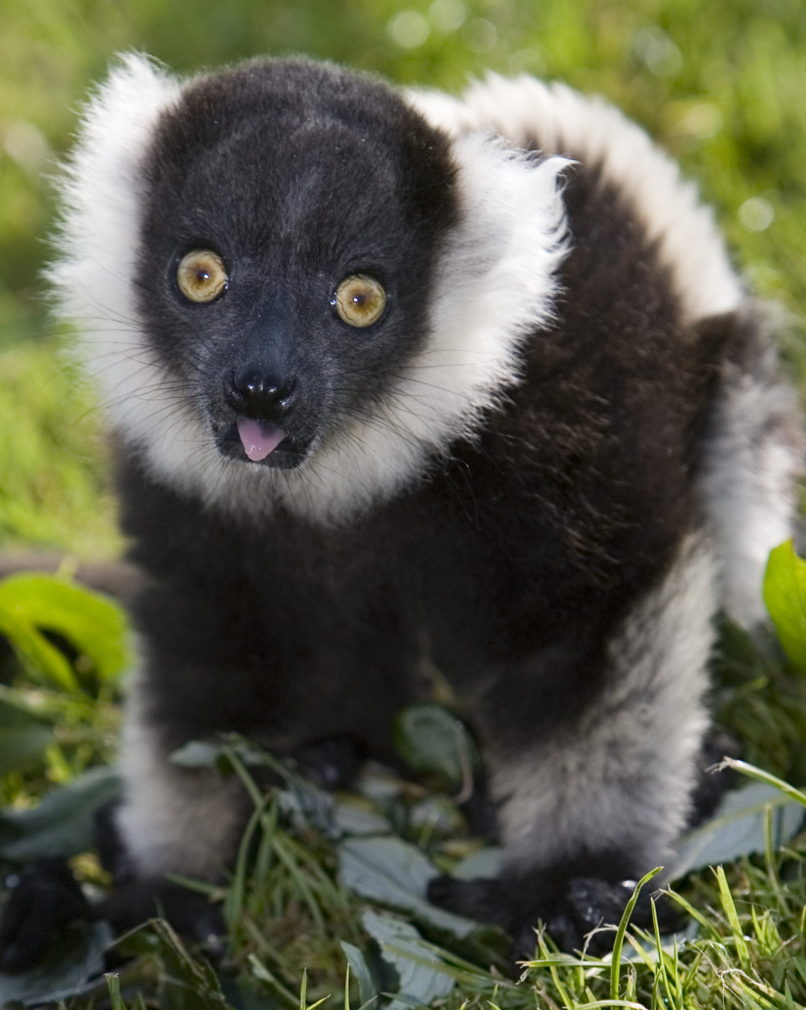 lemur with tongue out