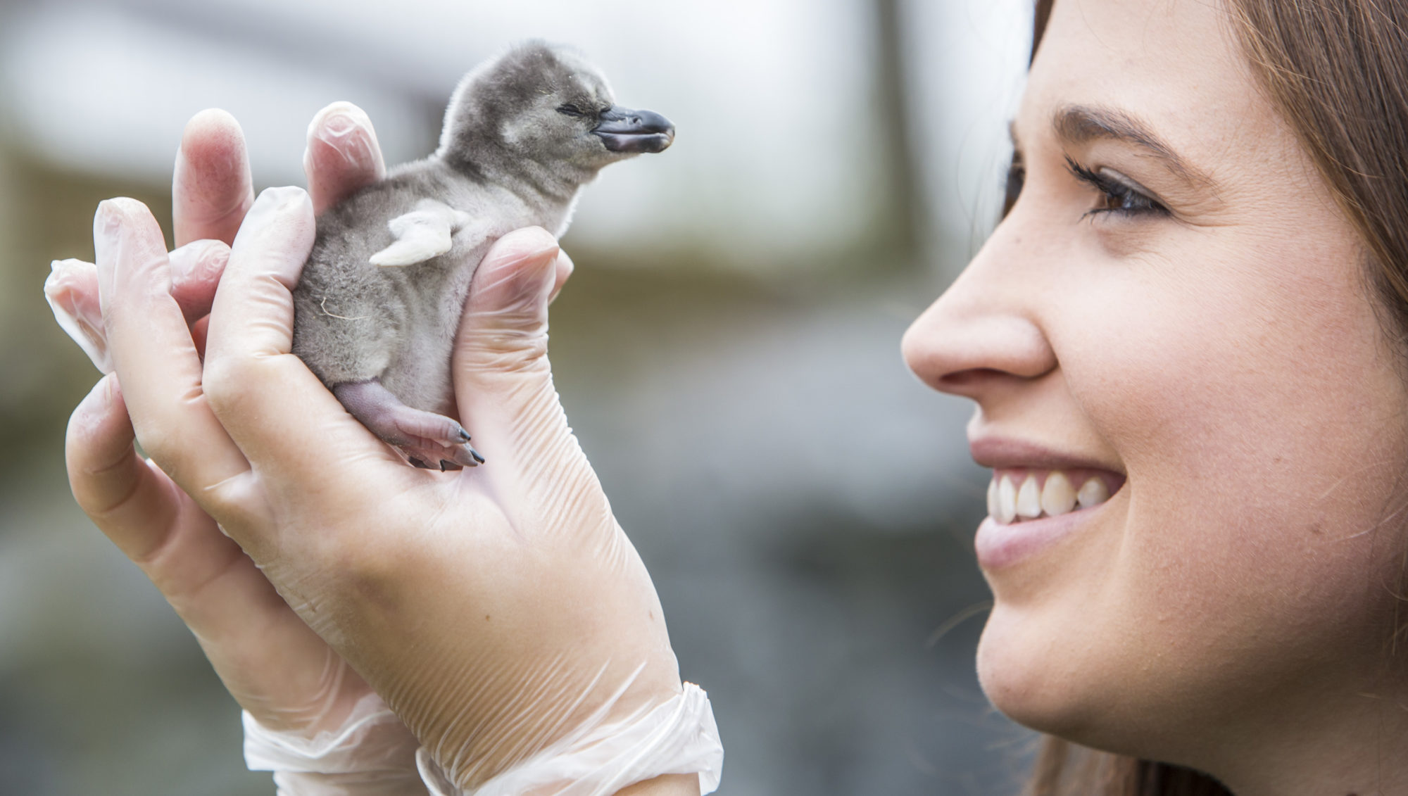 penguin chick and keeper