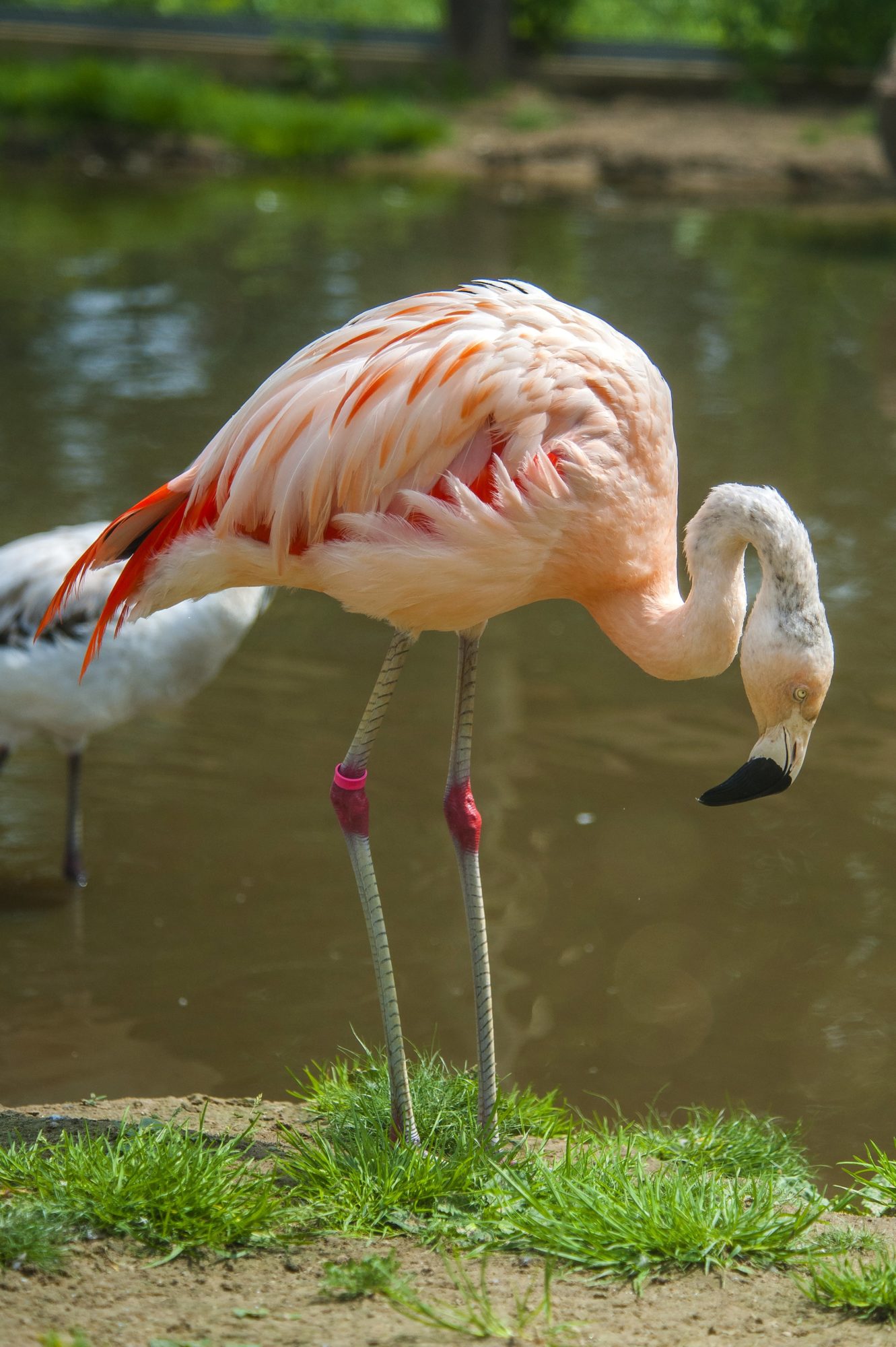 lone flamingo