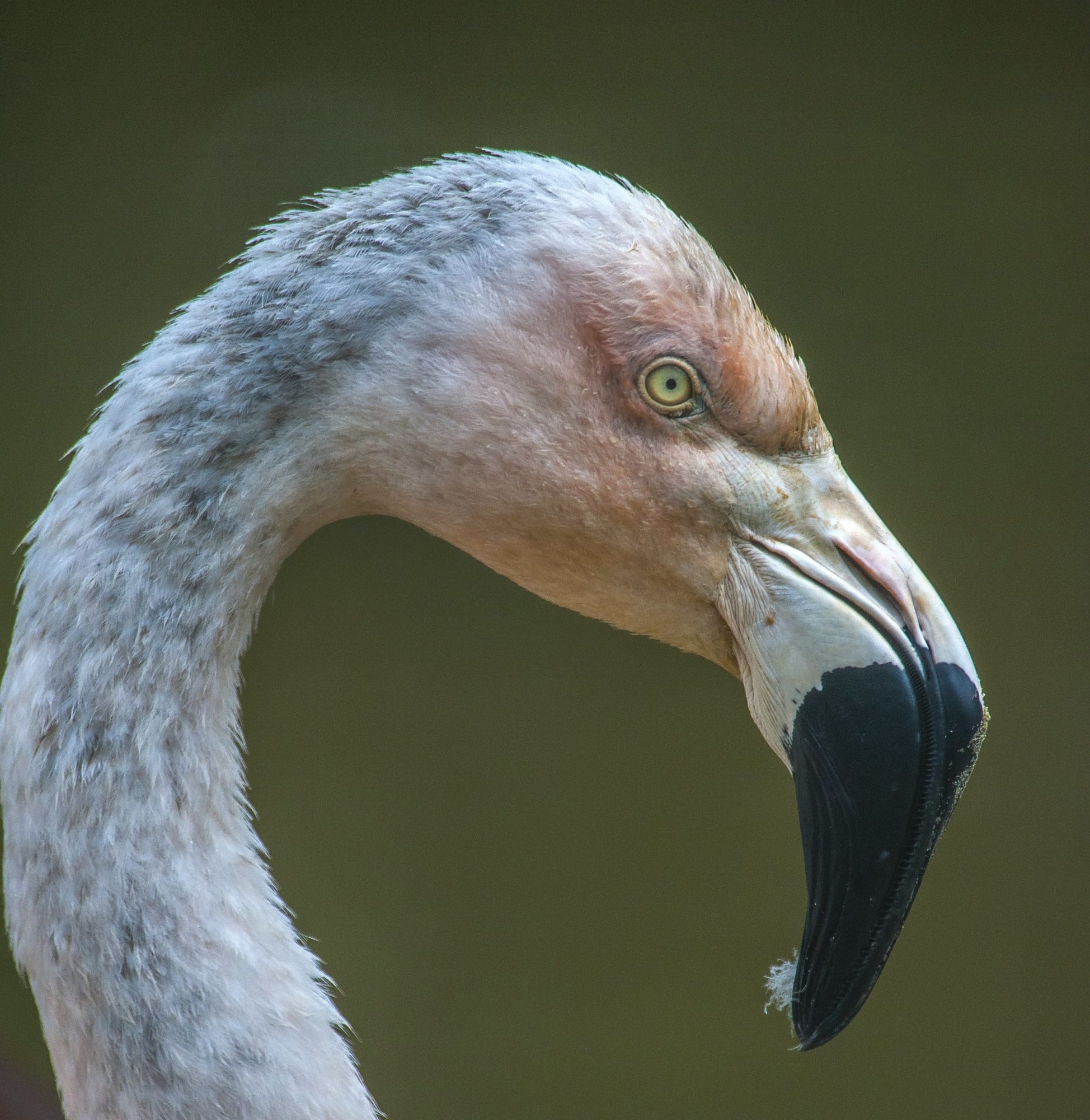 flamingoes at folly farm