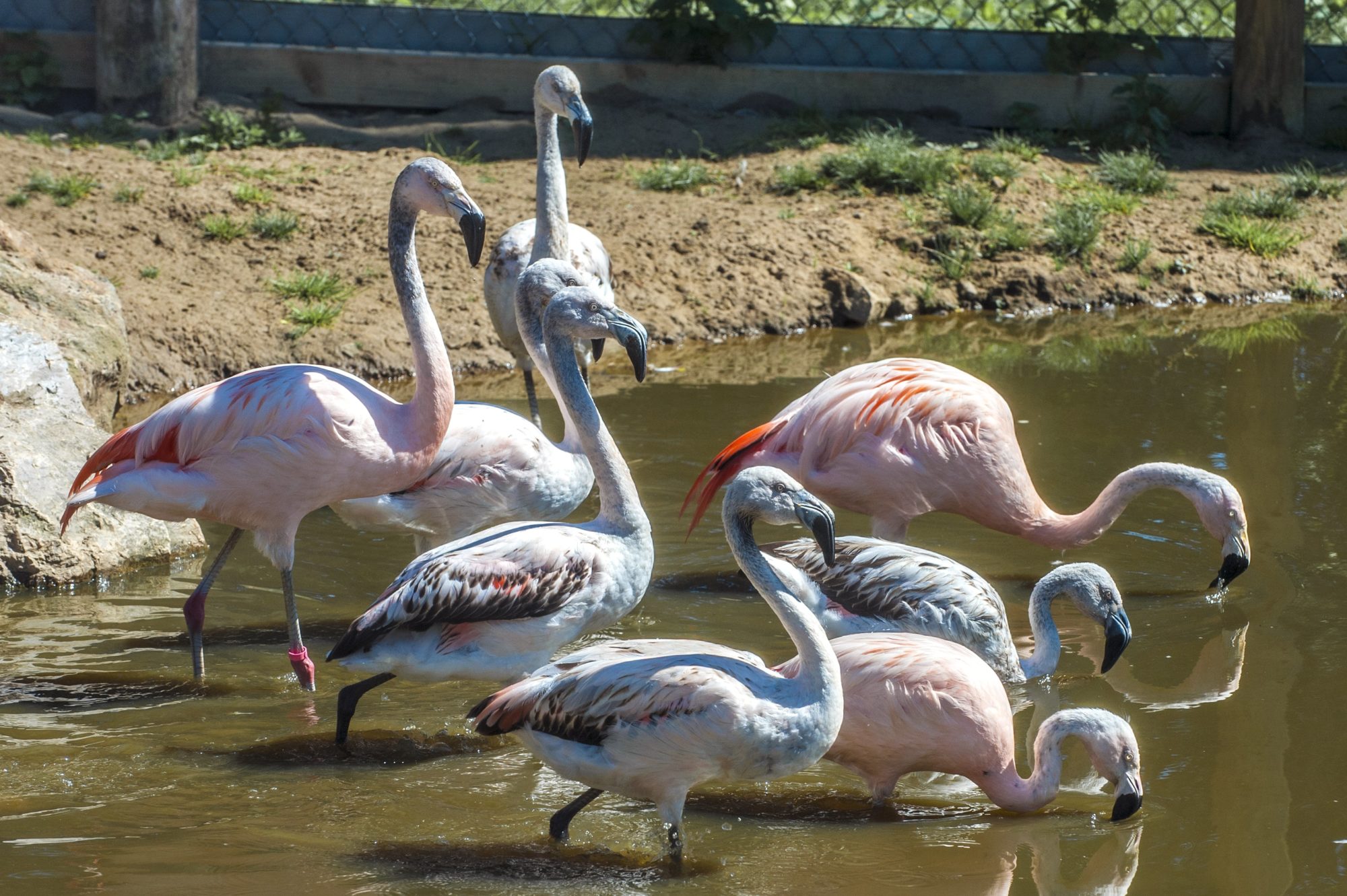 group of flamingos