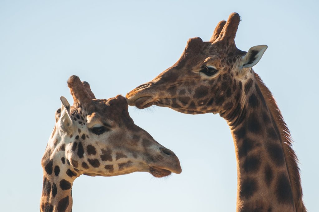 giraffe heads