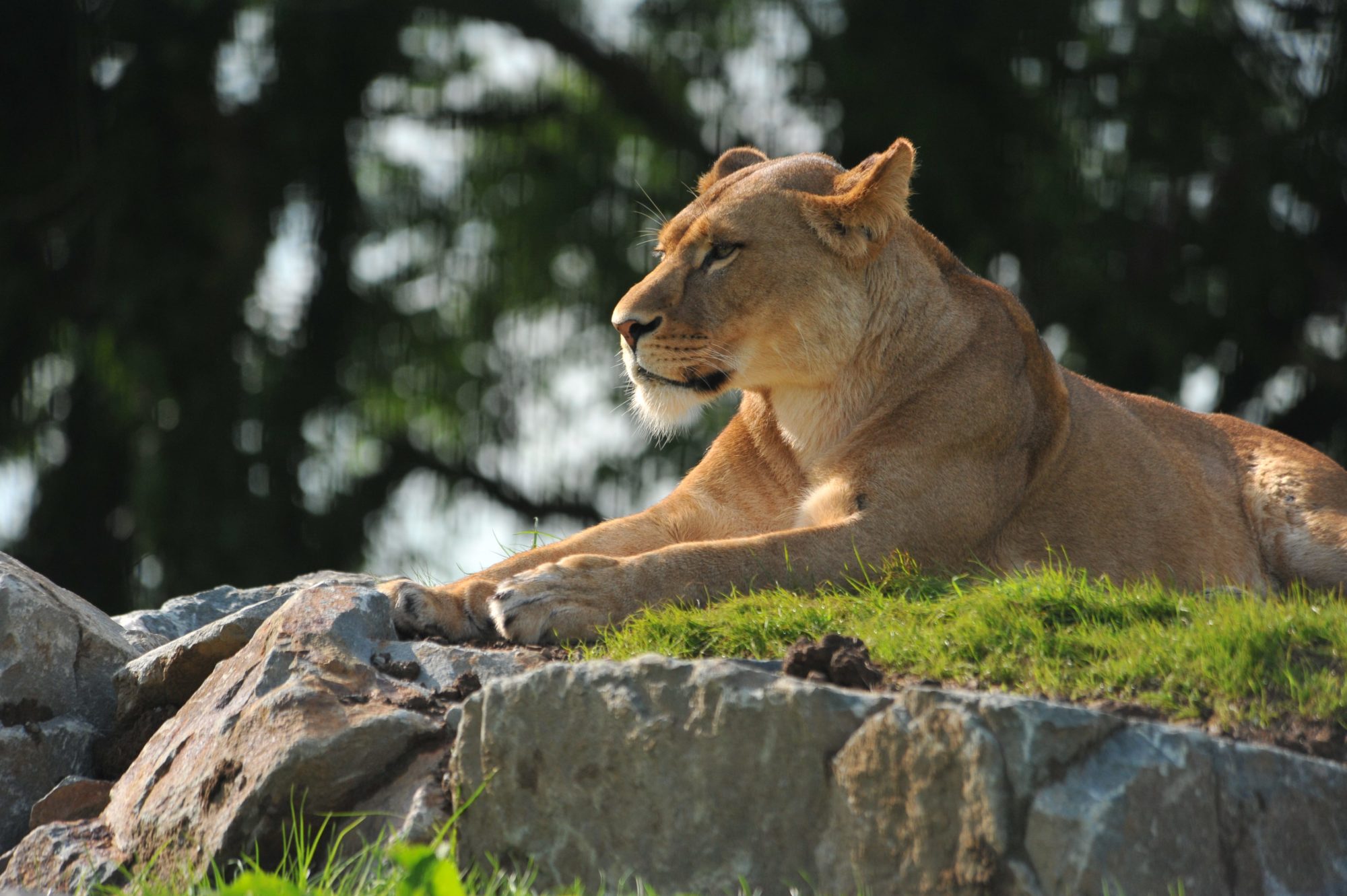 Luna lioness at Folly Farm