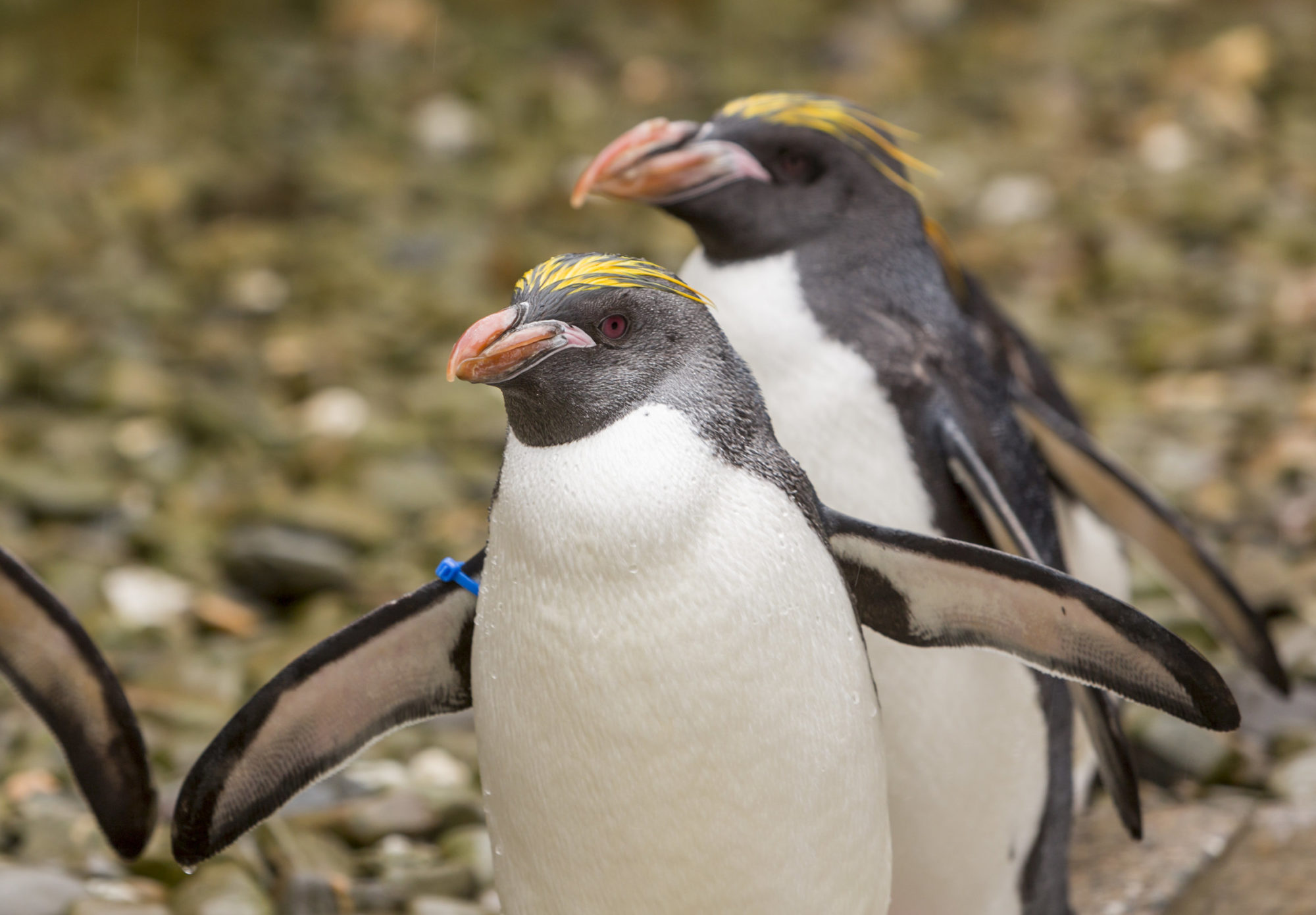 Folly Farm's macaroni penguins