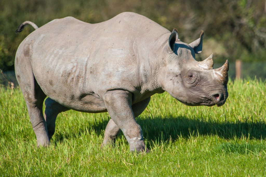 Kifaru Black Rhino Reserve Enclosure • Folly Farm Zoo In Wales