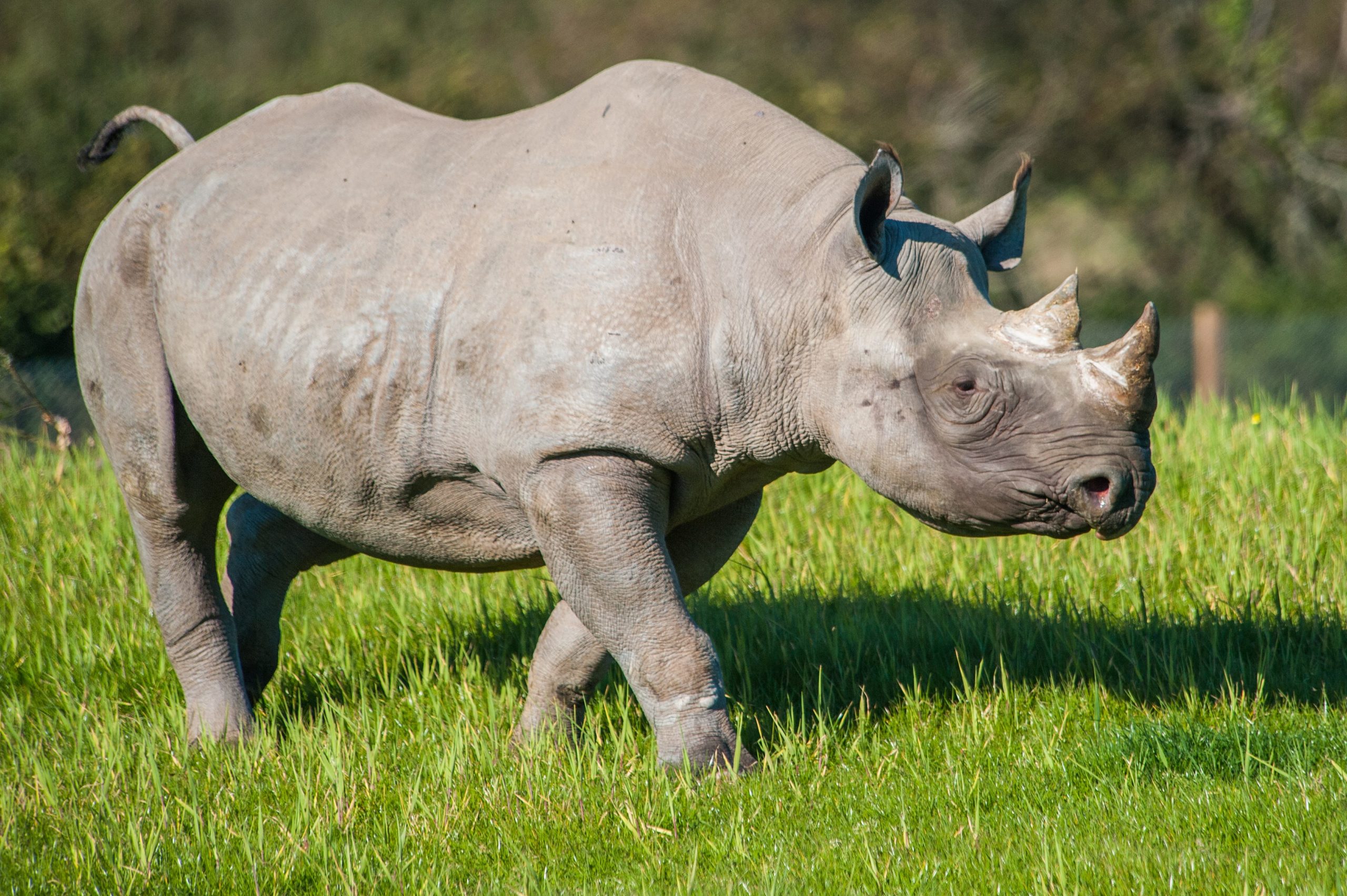 Manyara rhino outside