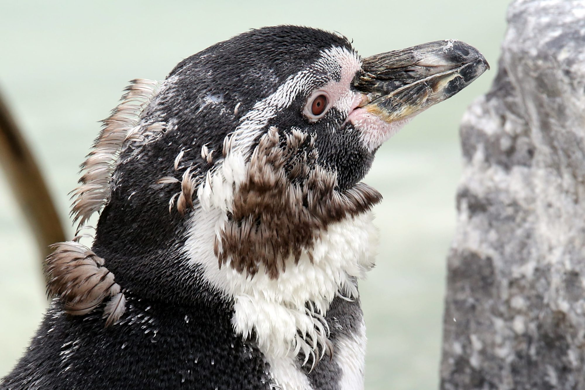 moulting penguin at folly farm