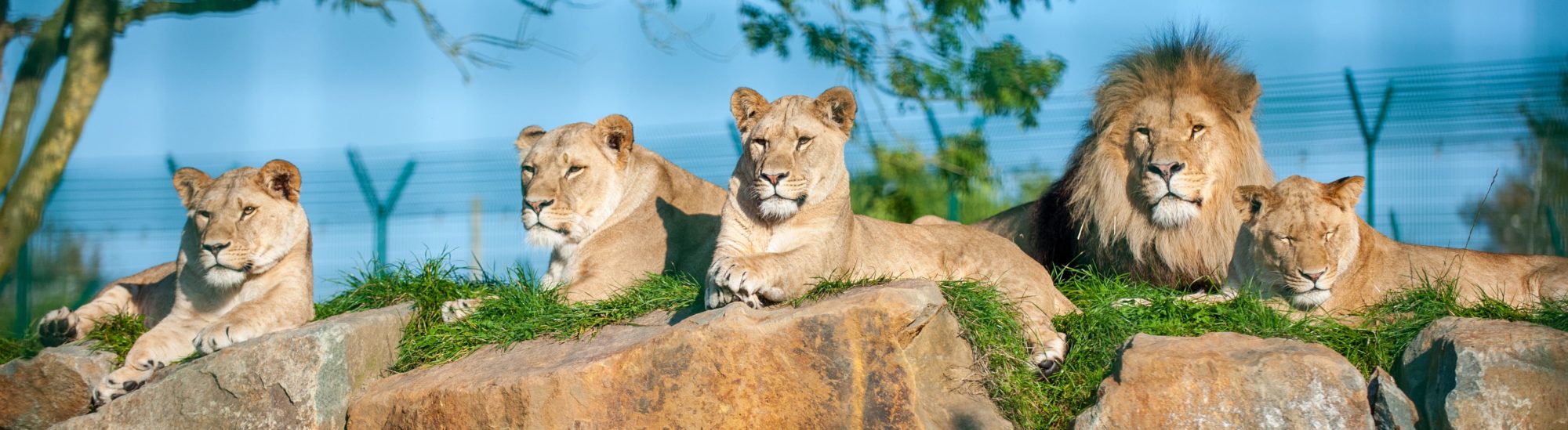 lion pride at Folly Farm