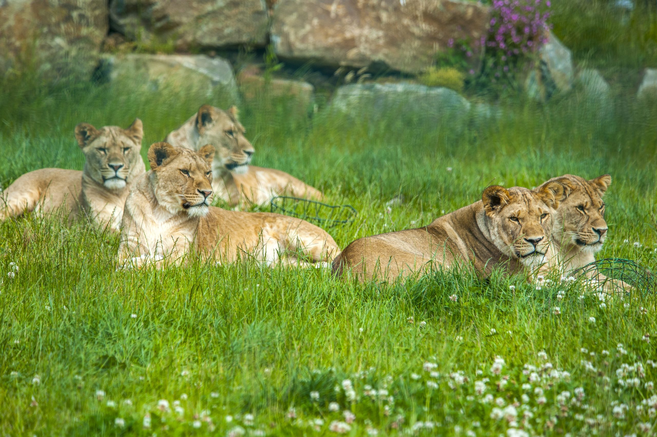 lion pride lazing in the grass at Folly Farm