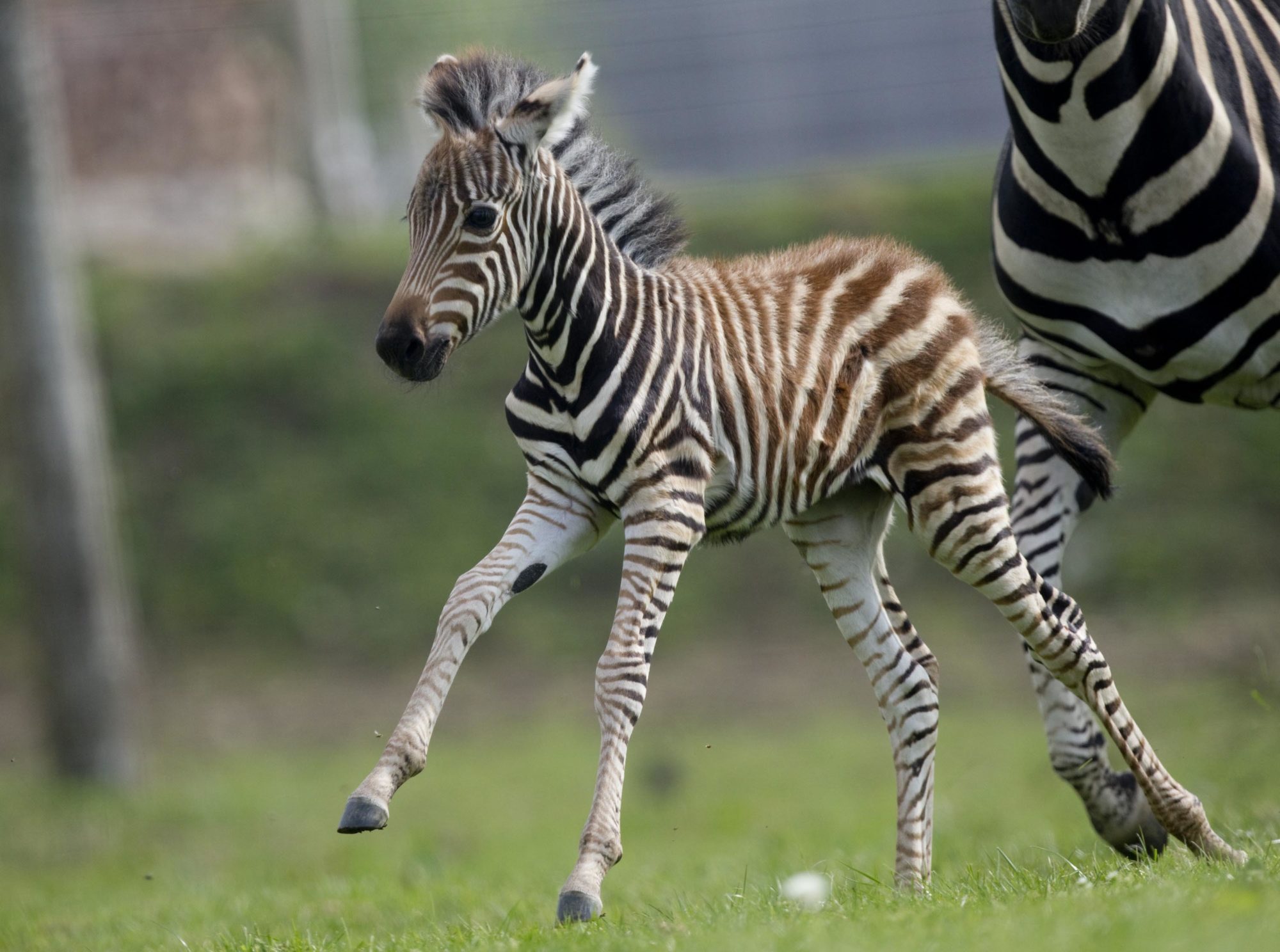 Adopt a zebra from Folly Farm