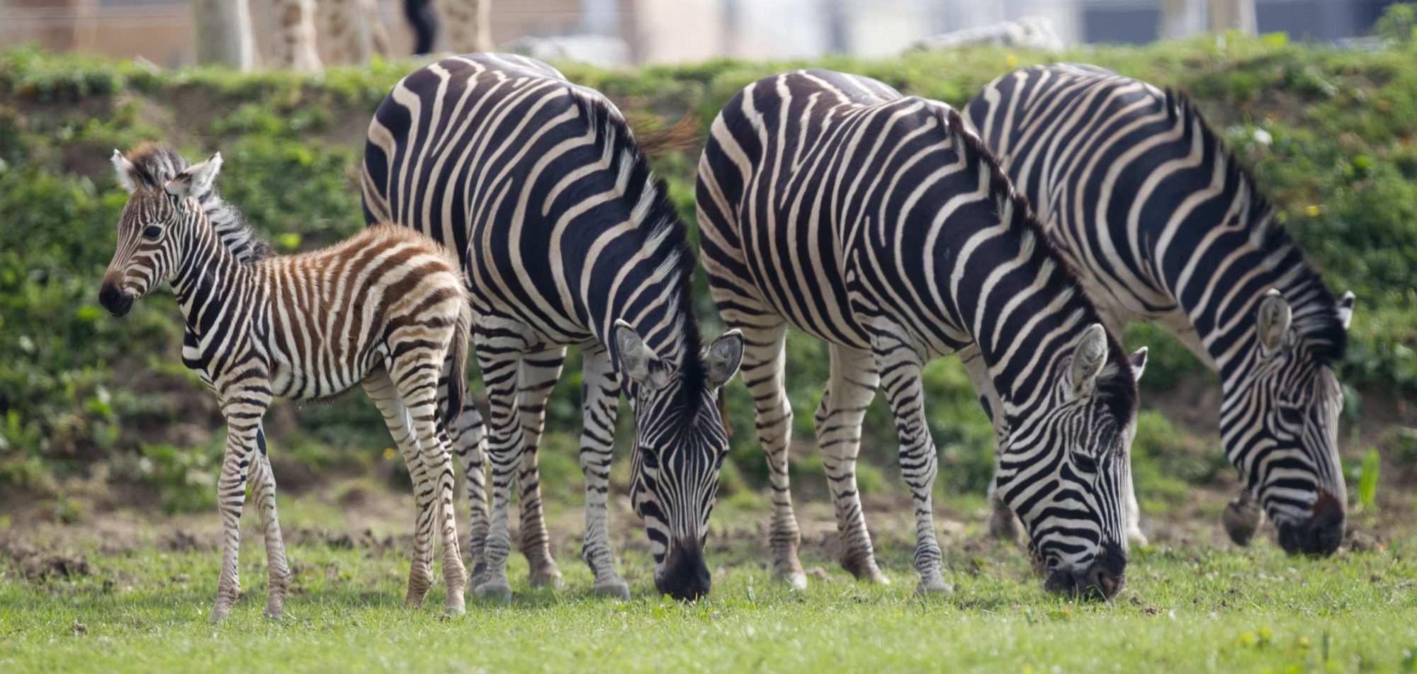 zebra foal