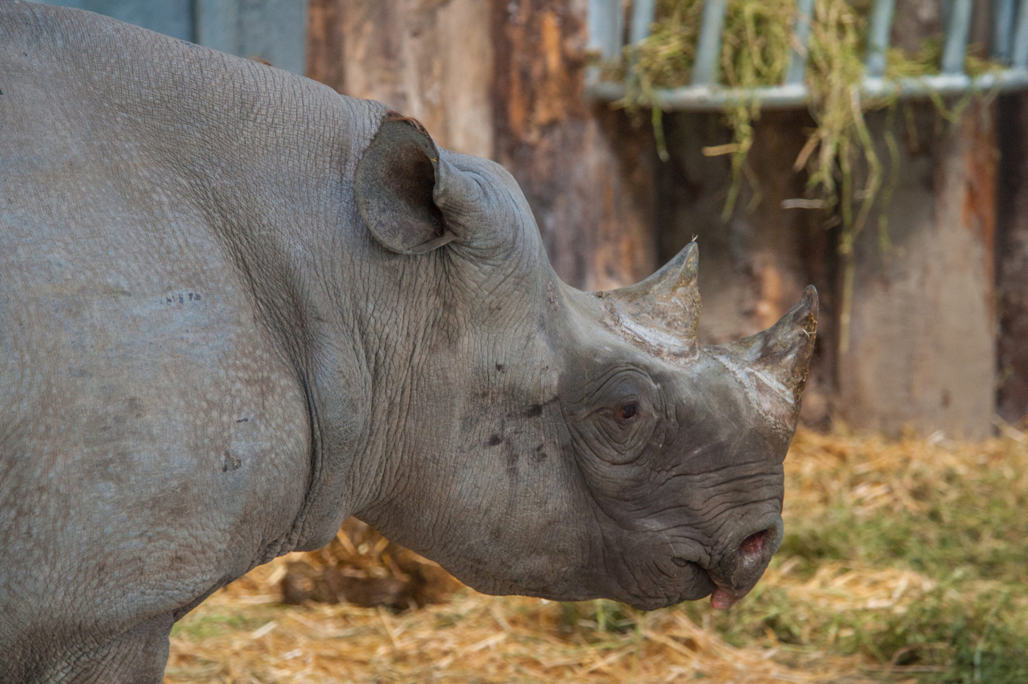 Black rhino at Folly Farm