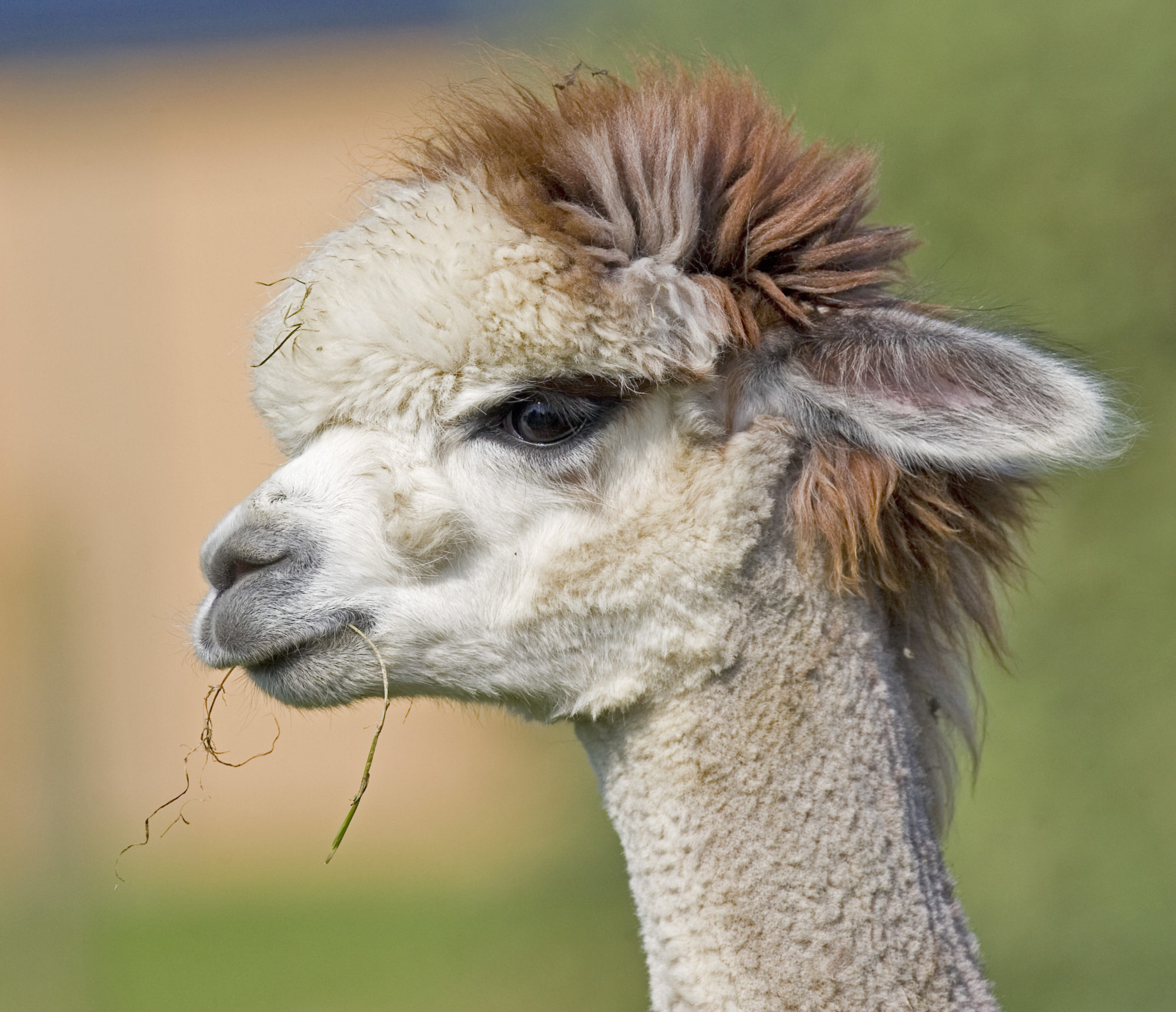 Alpaca