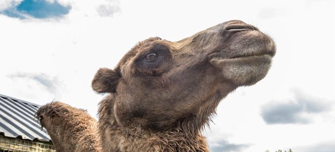 Bactrian camel