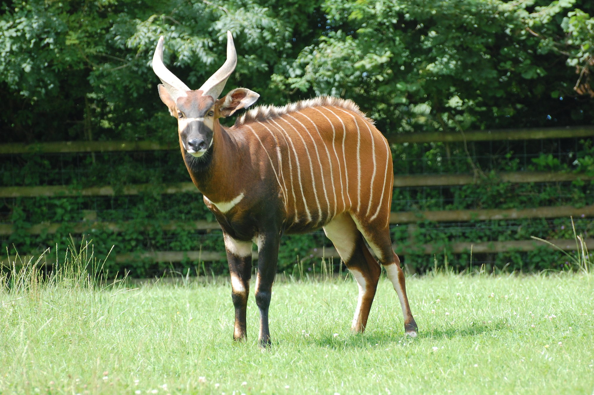 Lone bongo