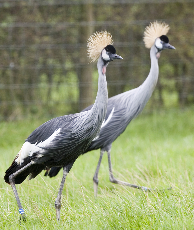 Crowned cranes