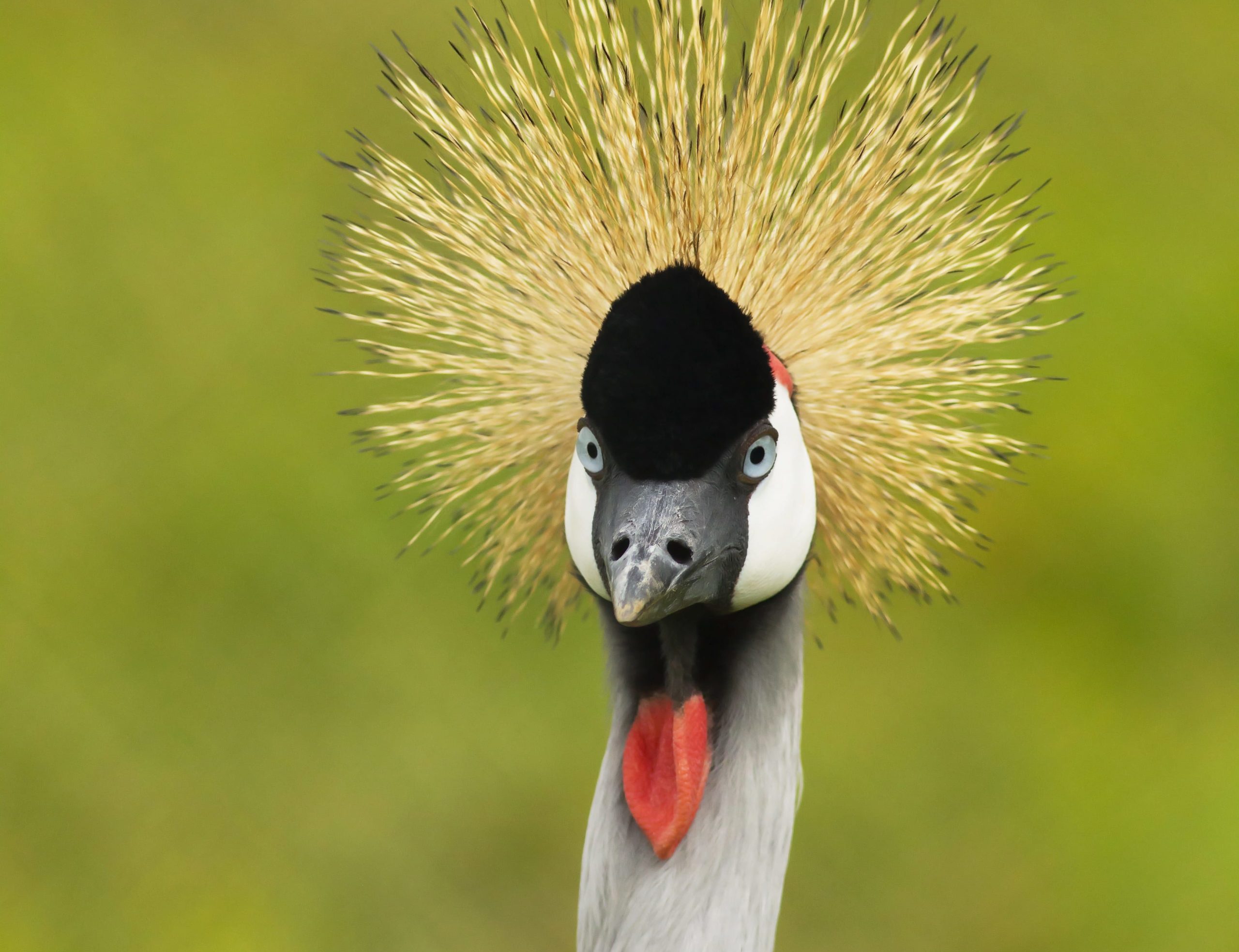 Crowned Crane