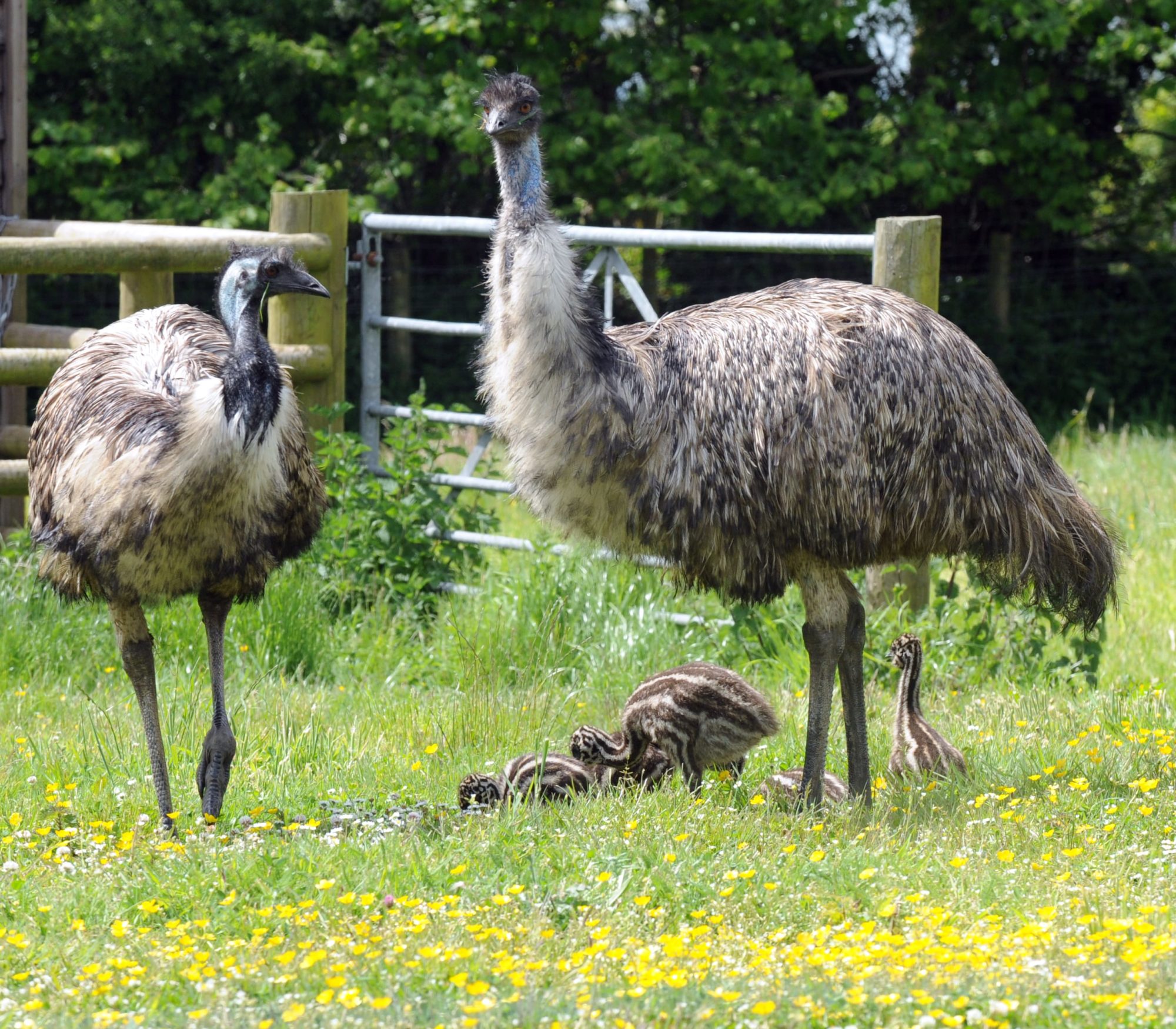 Emu and baby emus