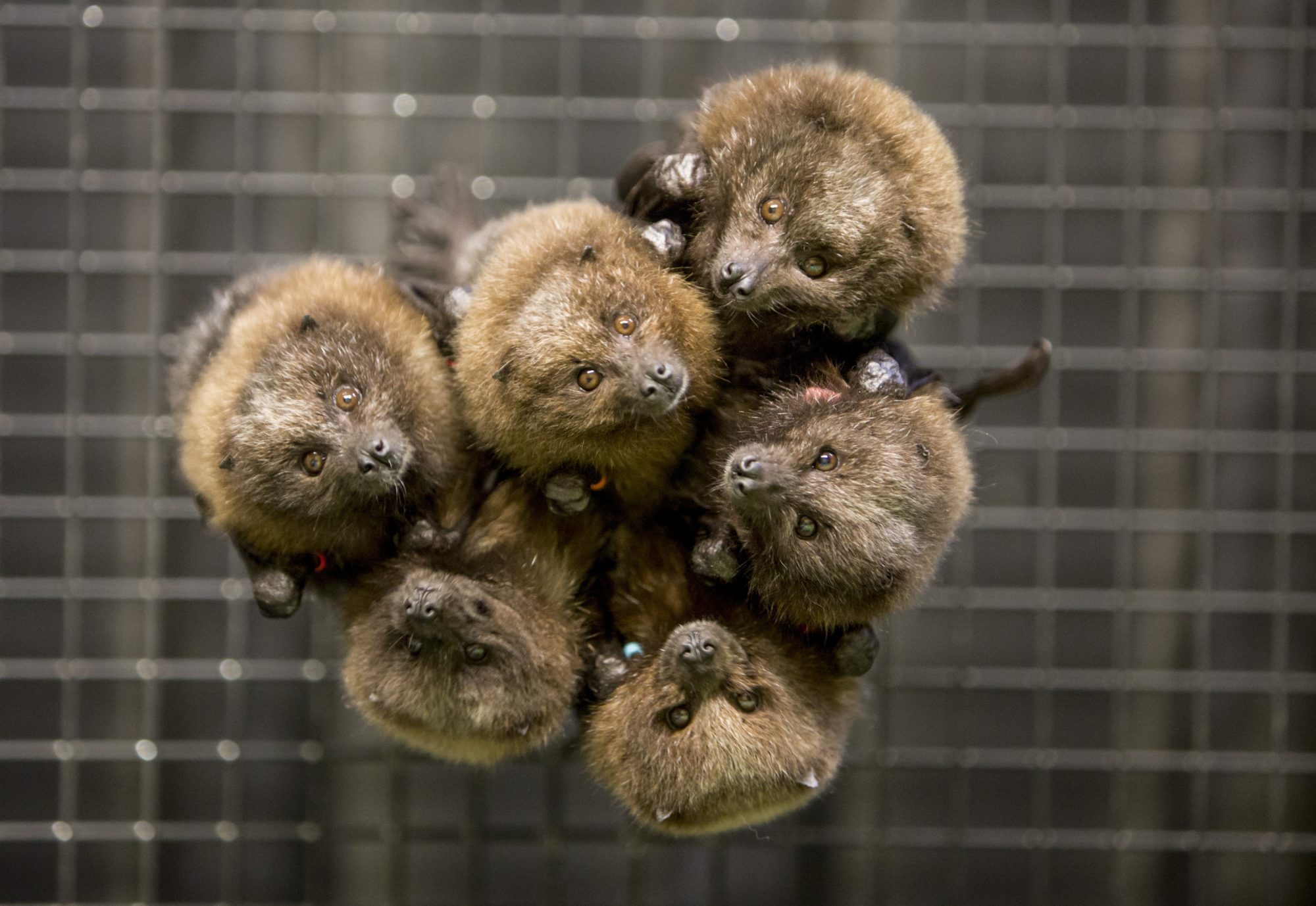 Group of 6 fruit bats