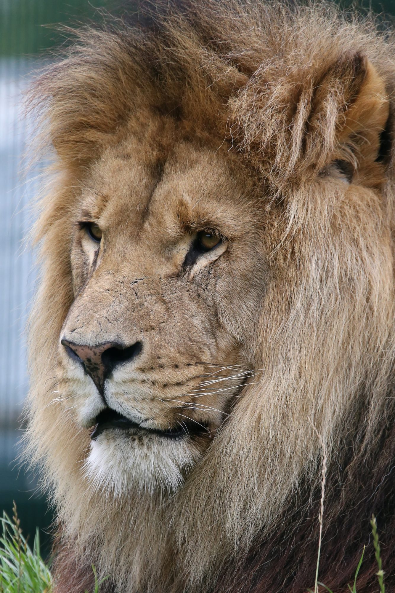 Hugo lion at Folly Farm