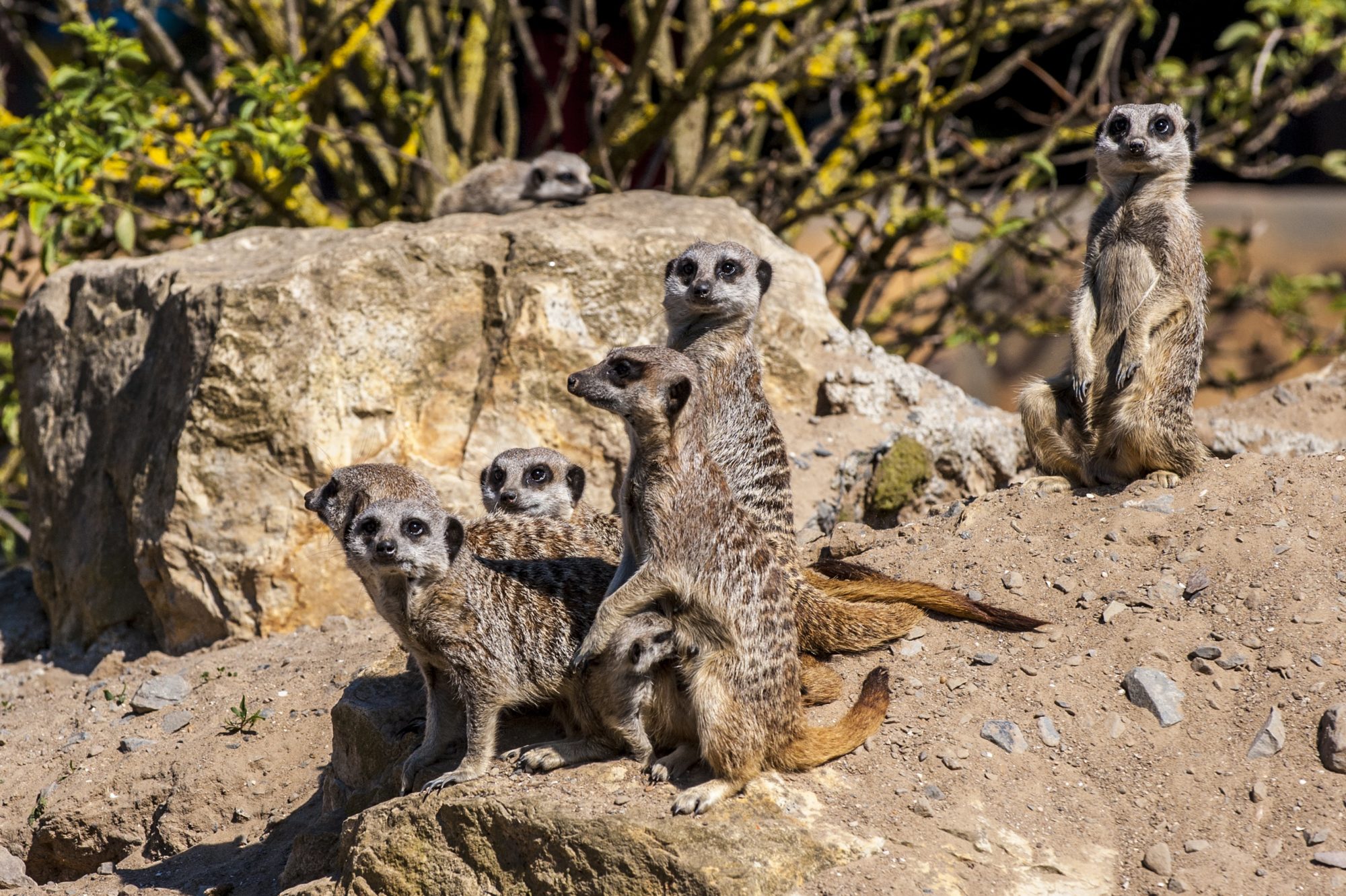 Meerkat group