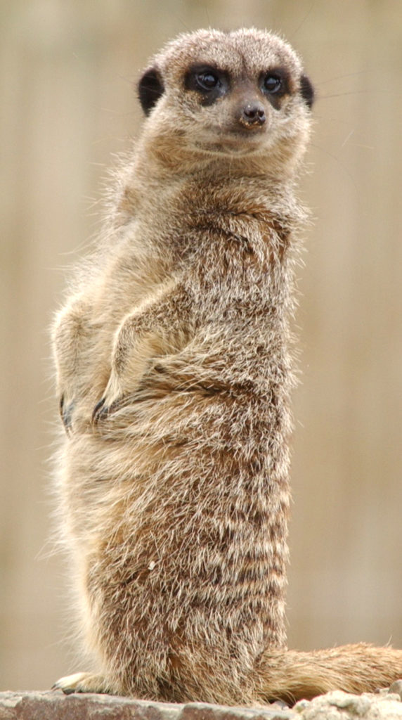 Meerkat standing