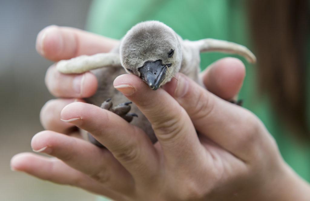 Baby penguin at Folly Farm