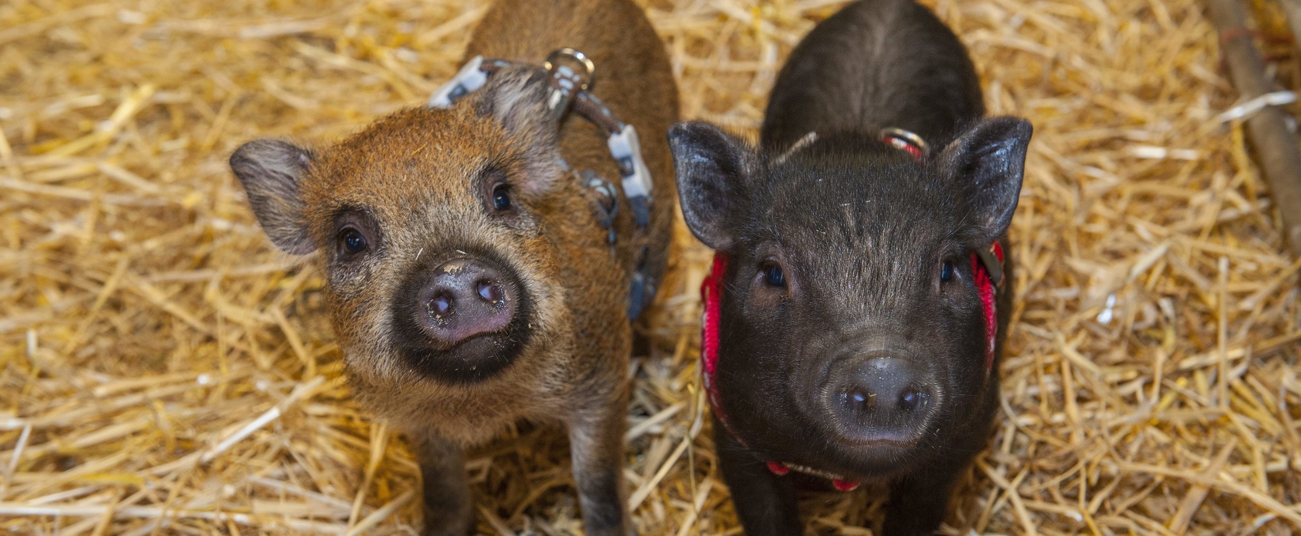 miniature pigs