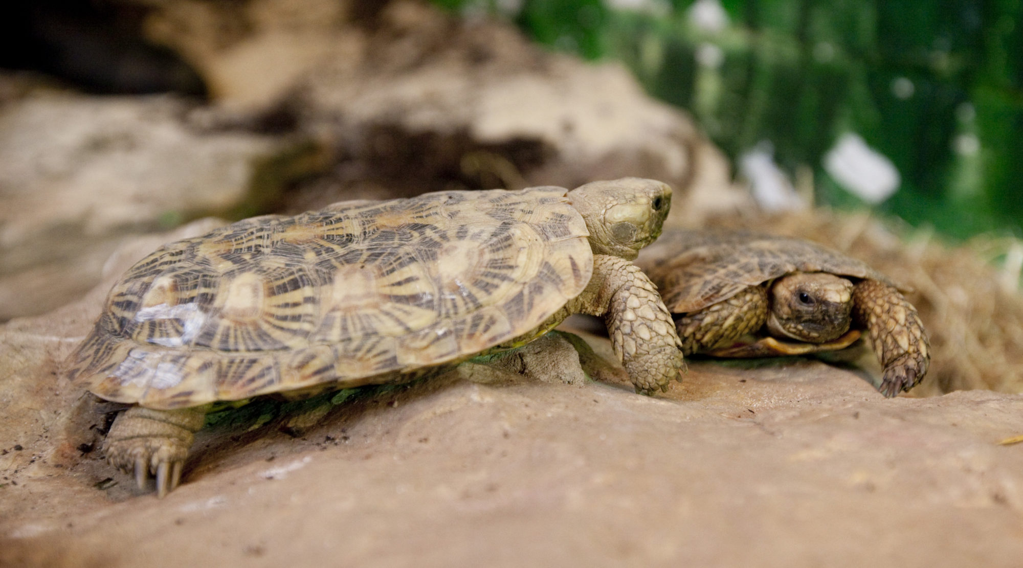 two pancake tortoise