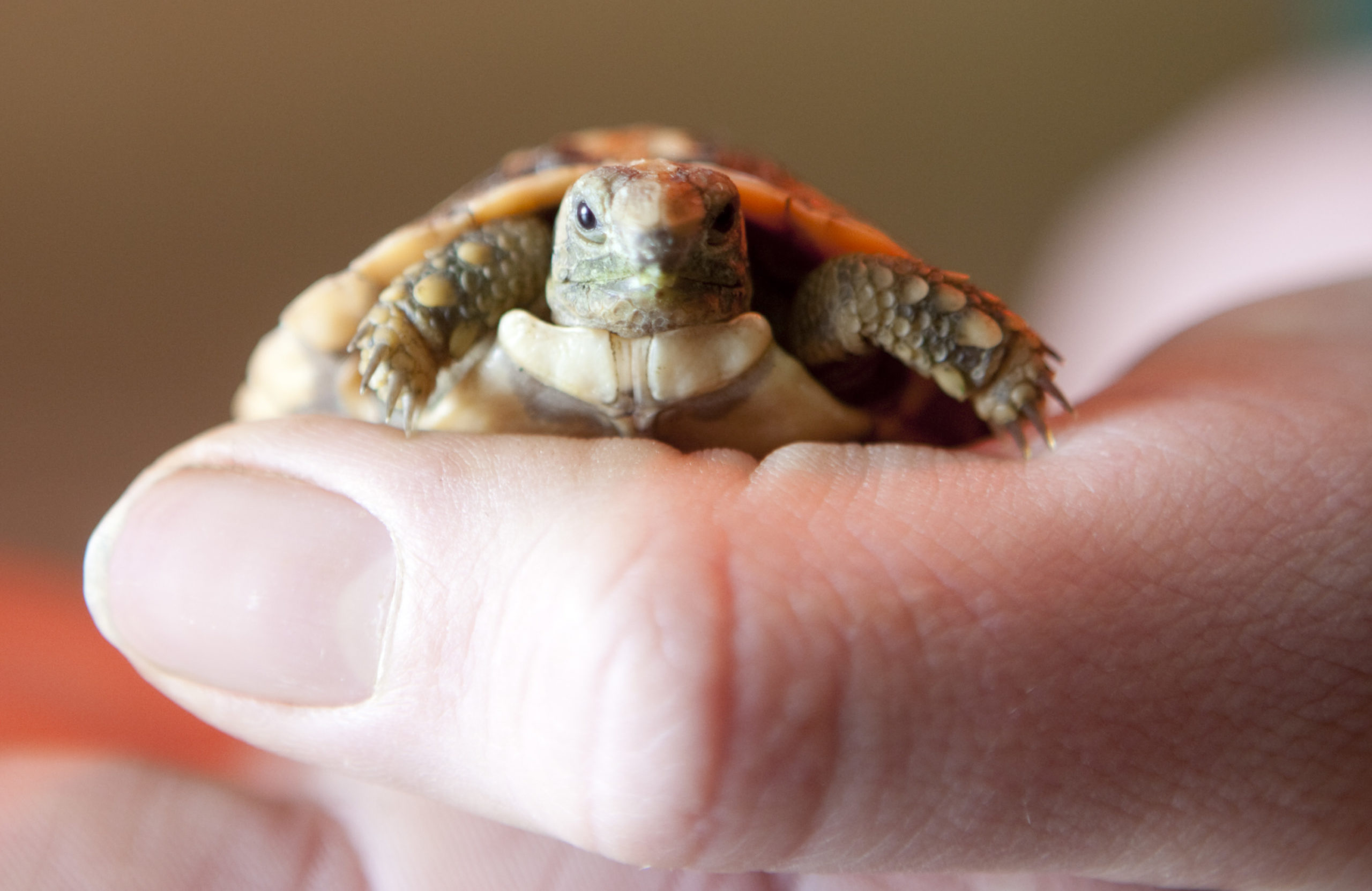 Baby pancake tortoise