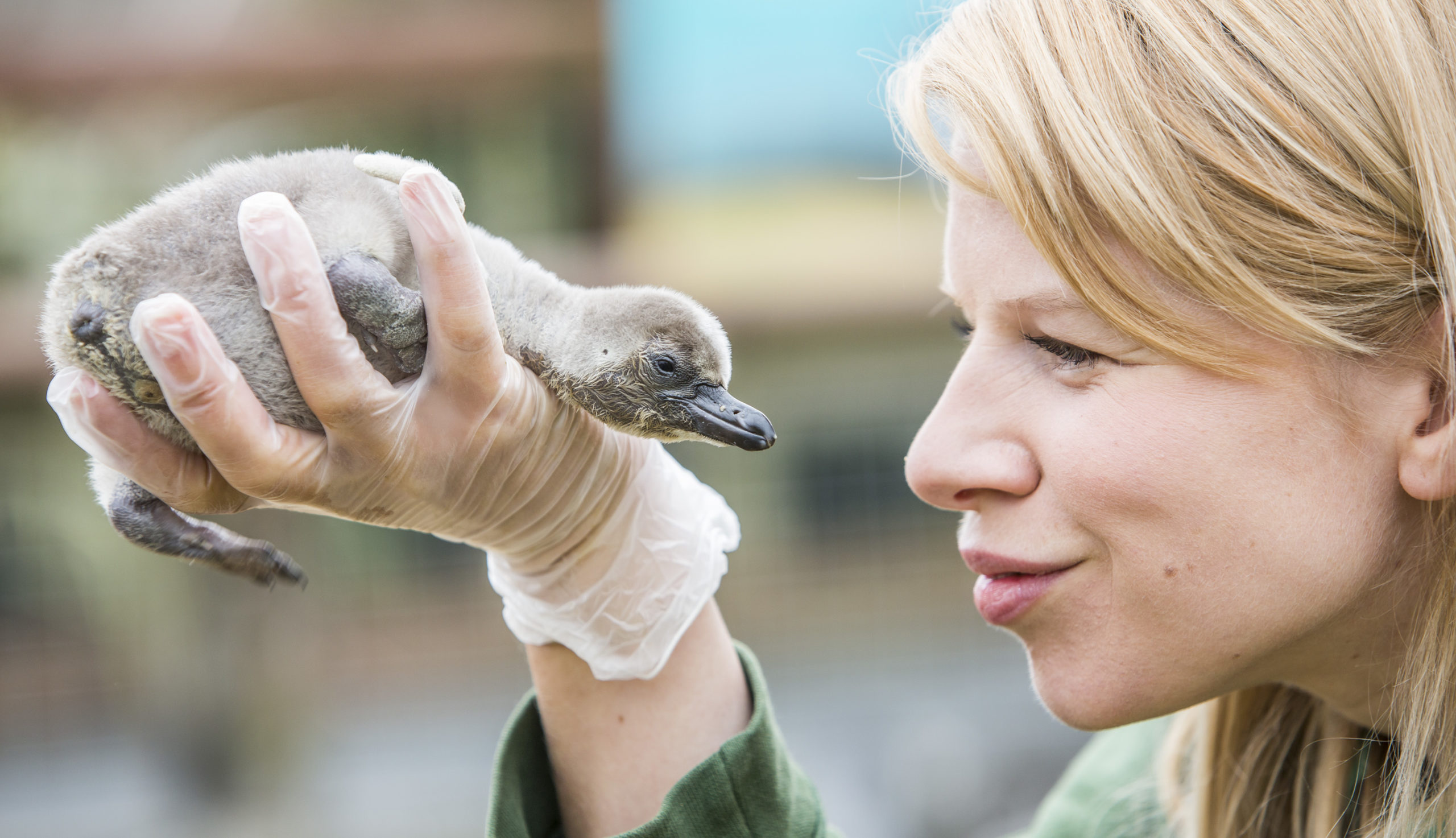 Keeper holding penguin chick