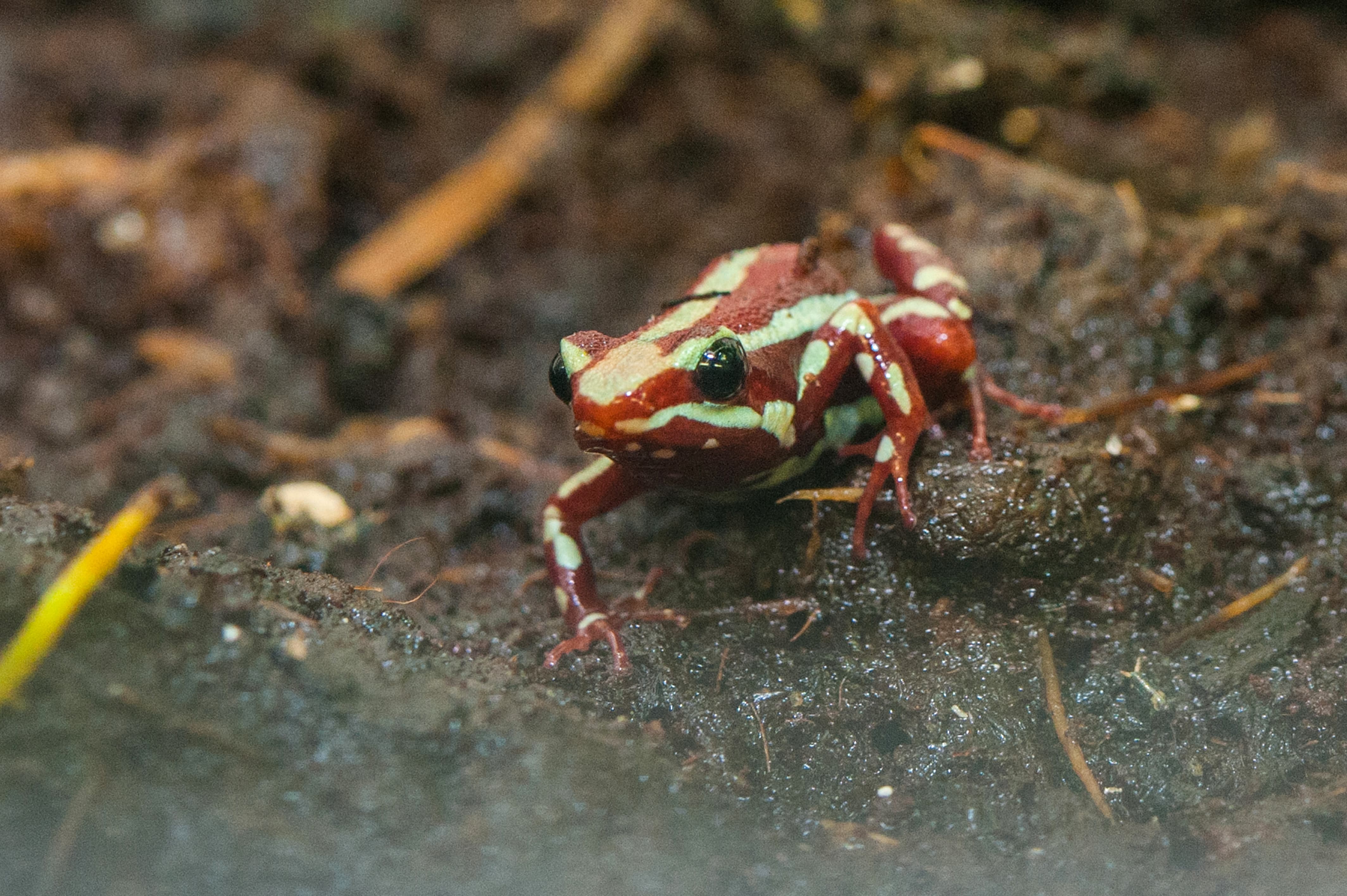 Top fun facts about poison dart frogs