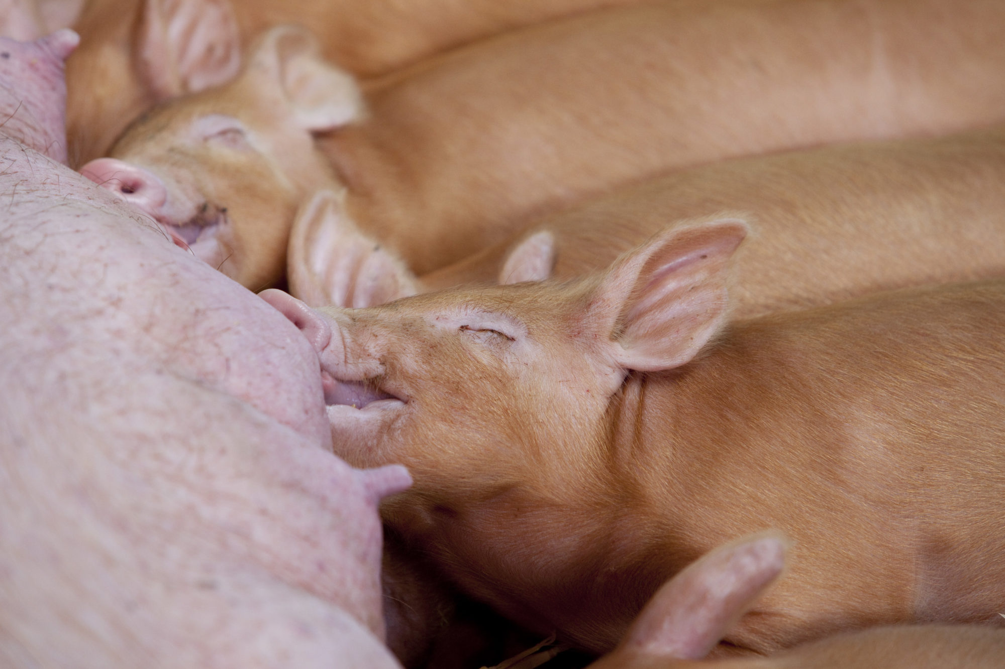 Pigs piglet sucking