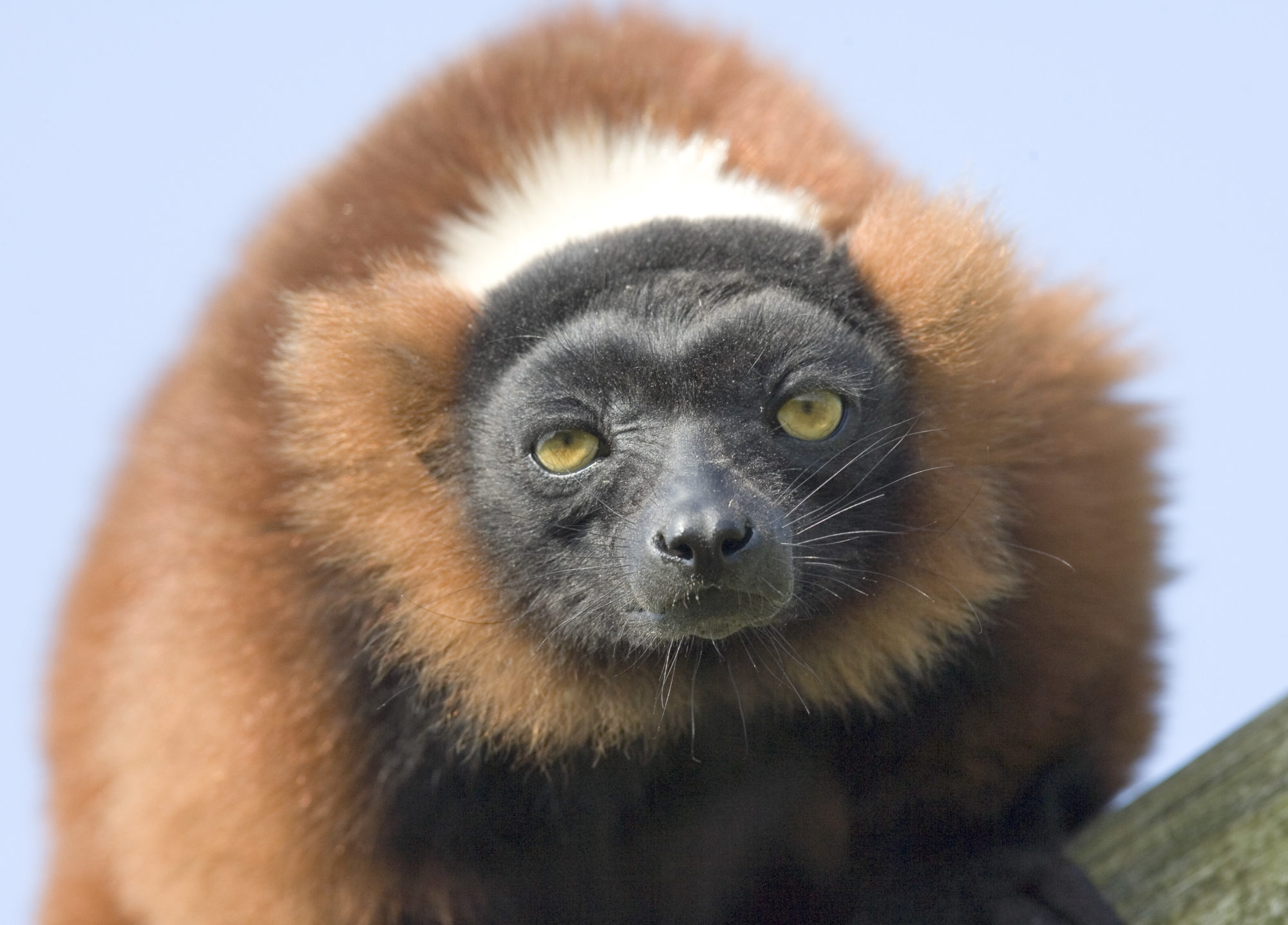 Red ruffed lemur