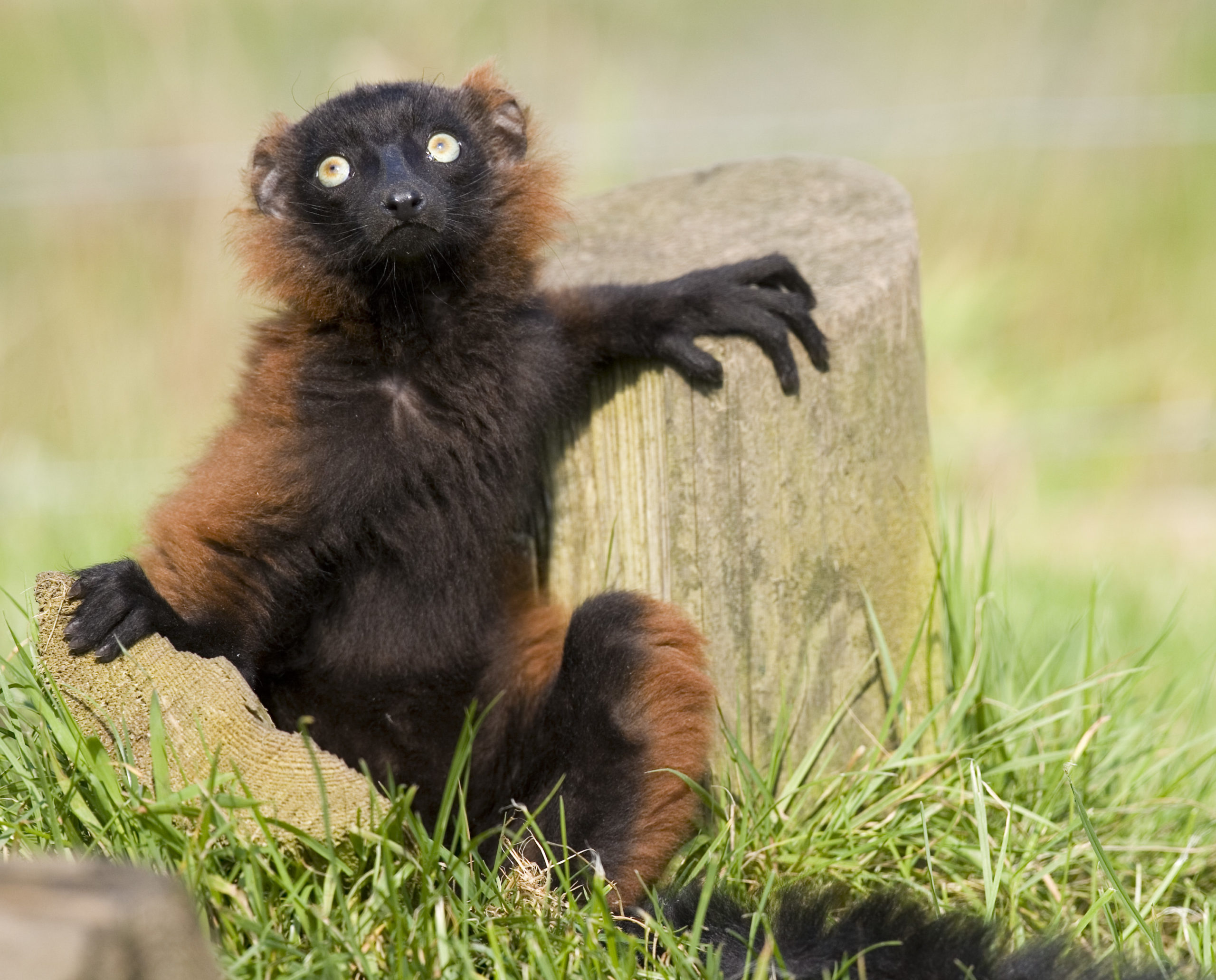 Red ruffed lemur