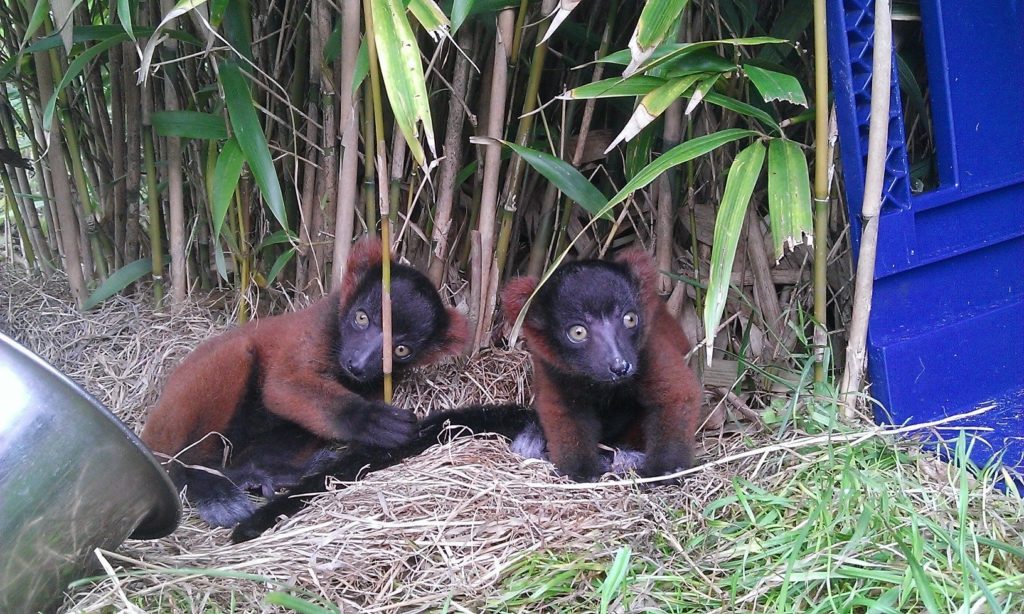 Red ruffed lemur babies