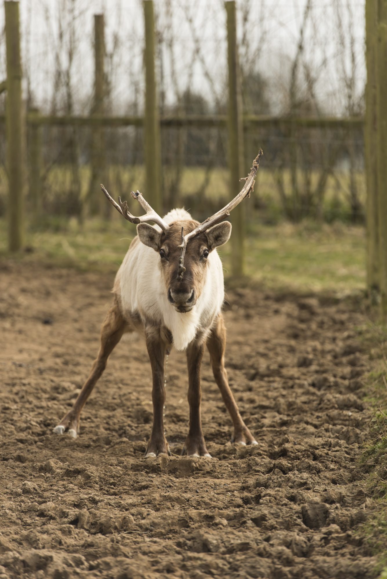 little reindeer