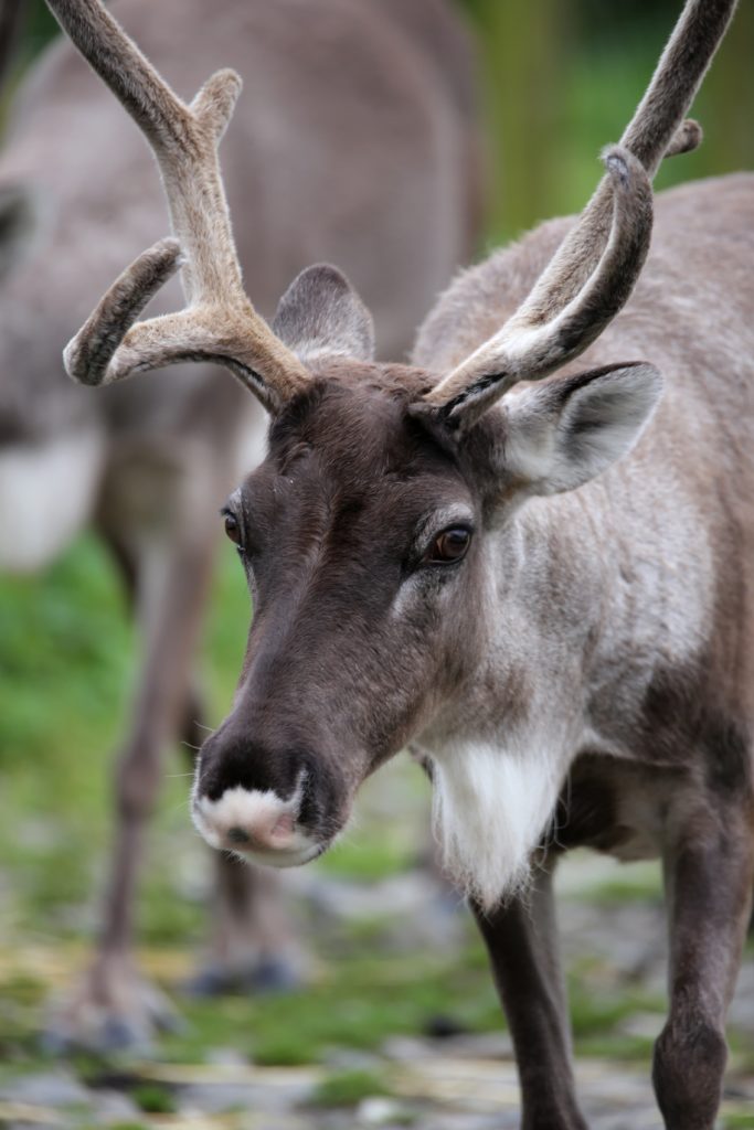 reindeer