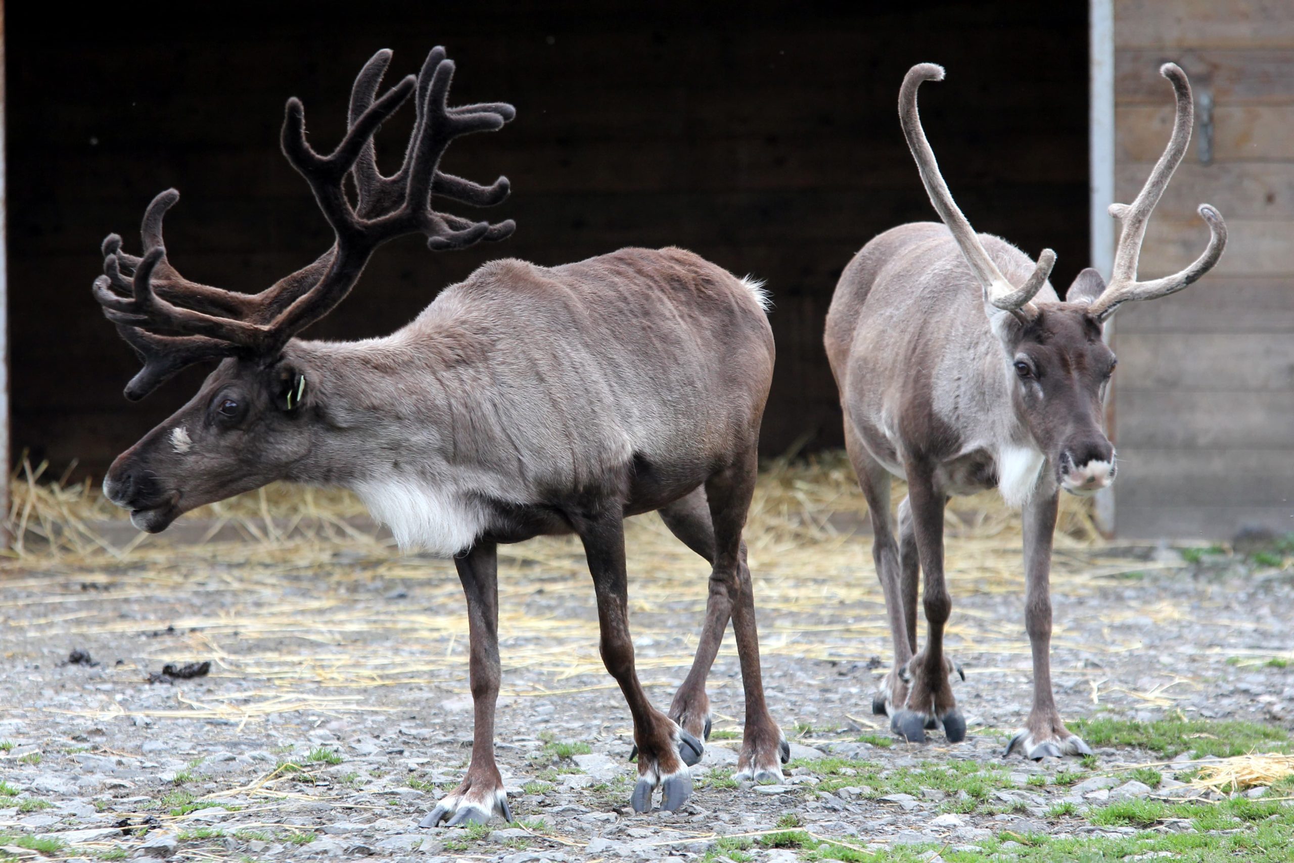 Reindeers