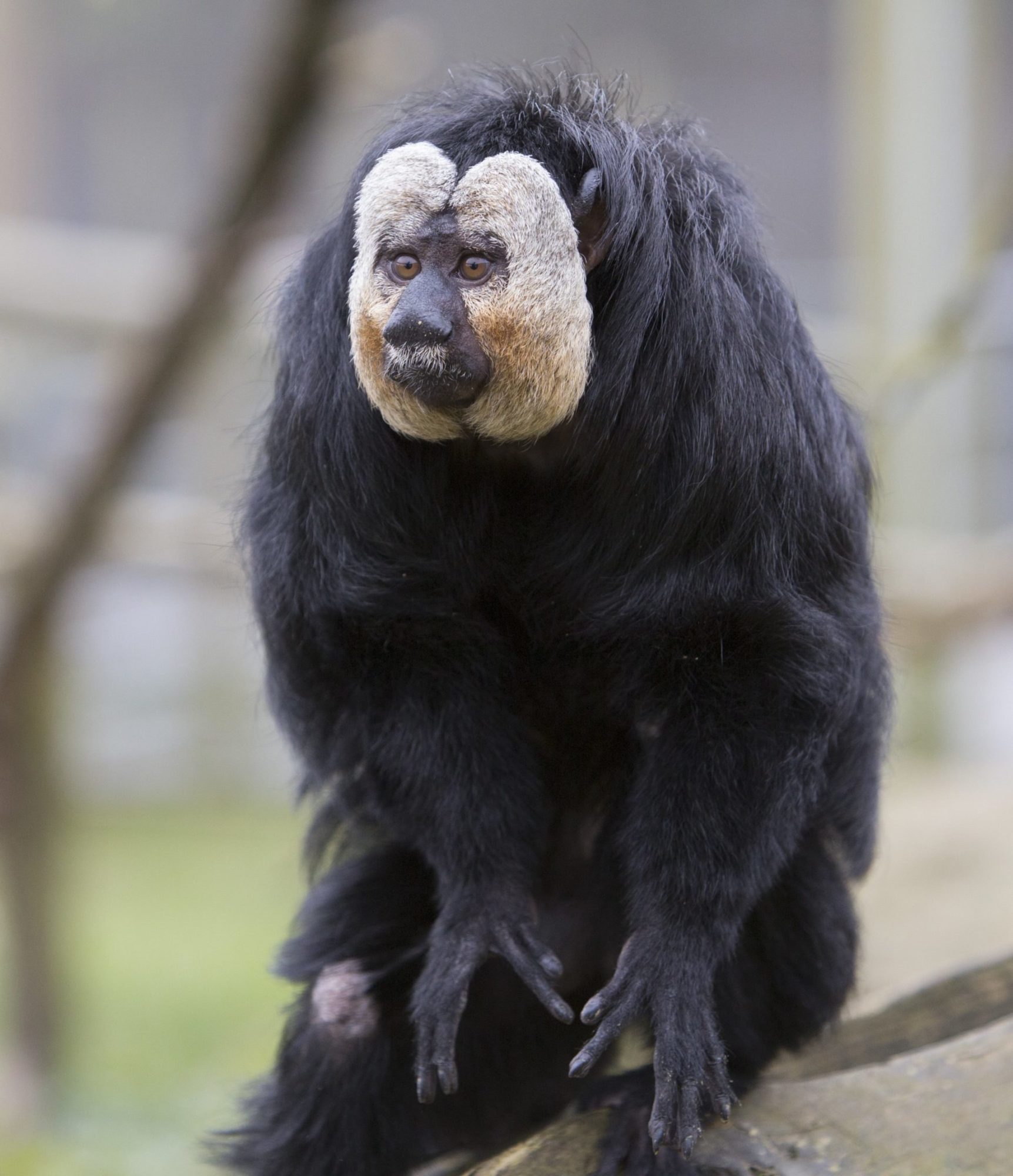 White faced saki