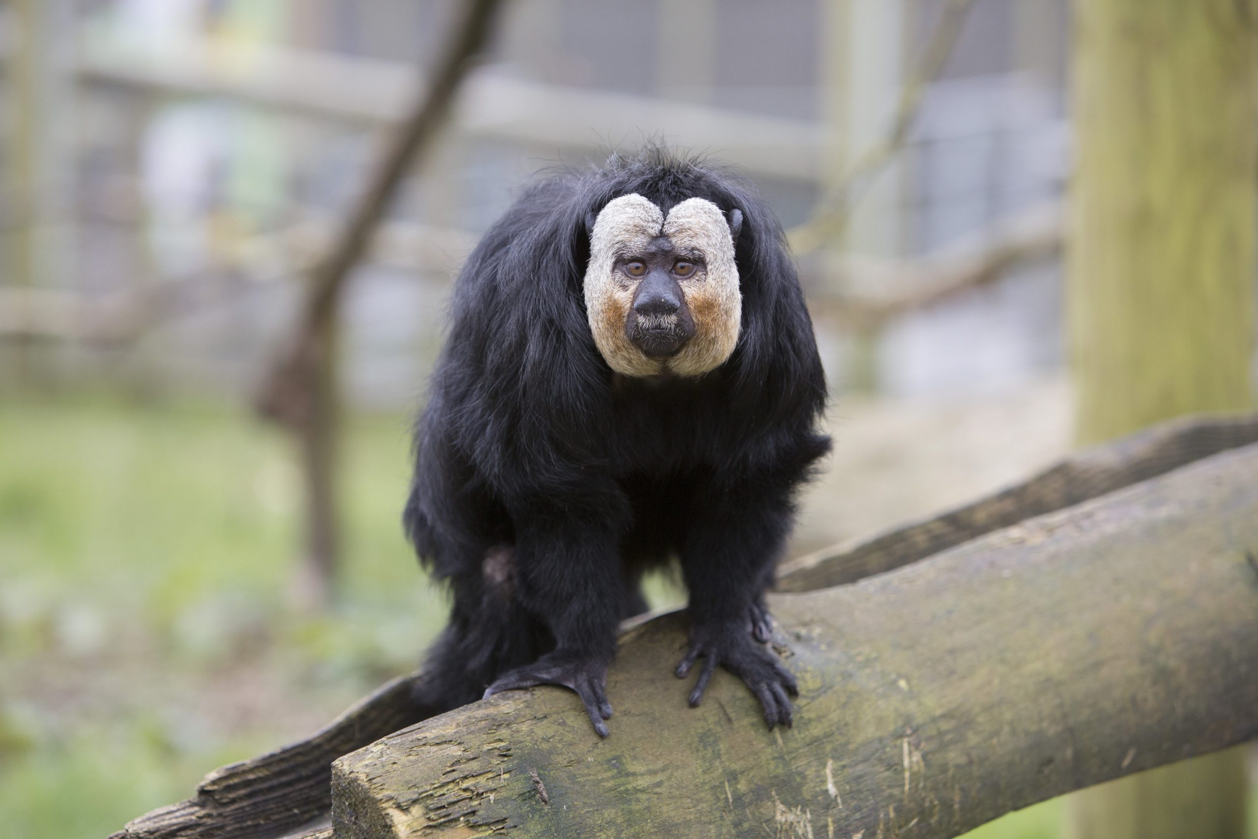 White faced saki