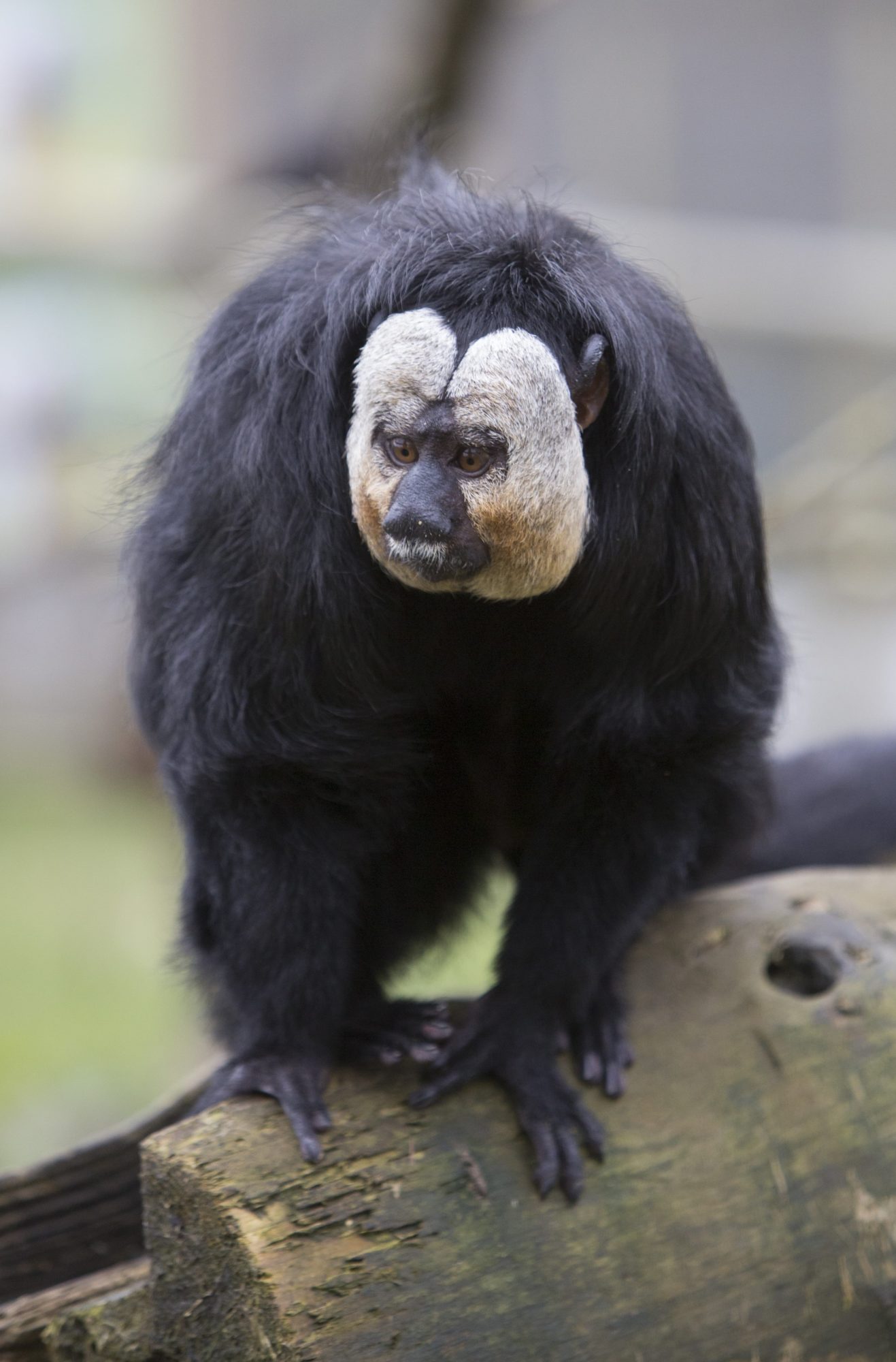 White faced saki